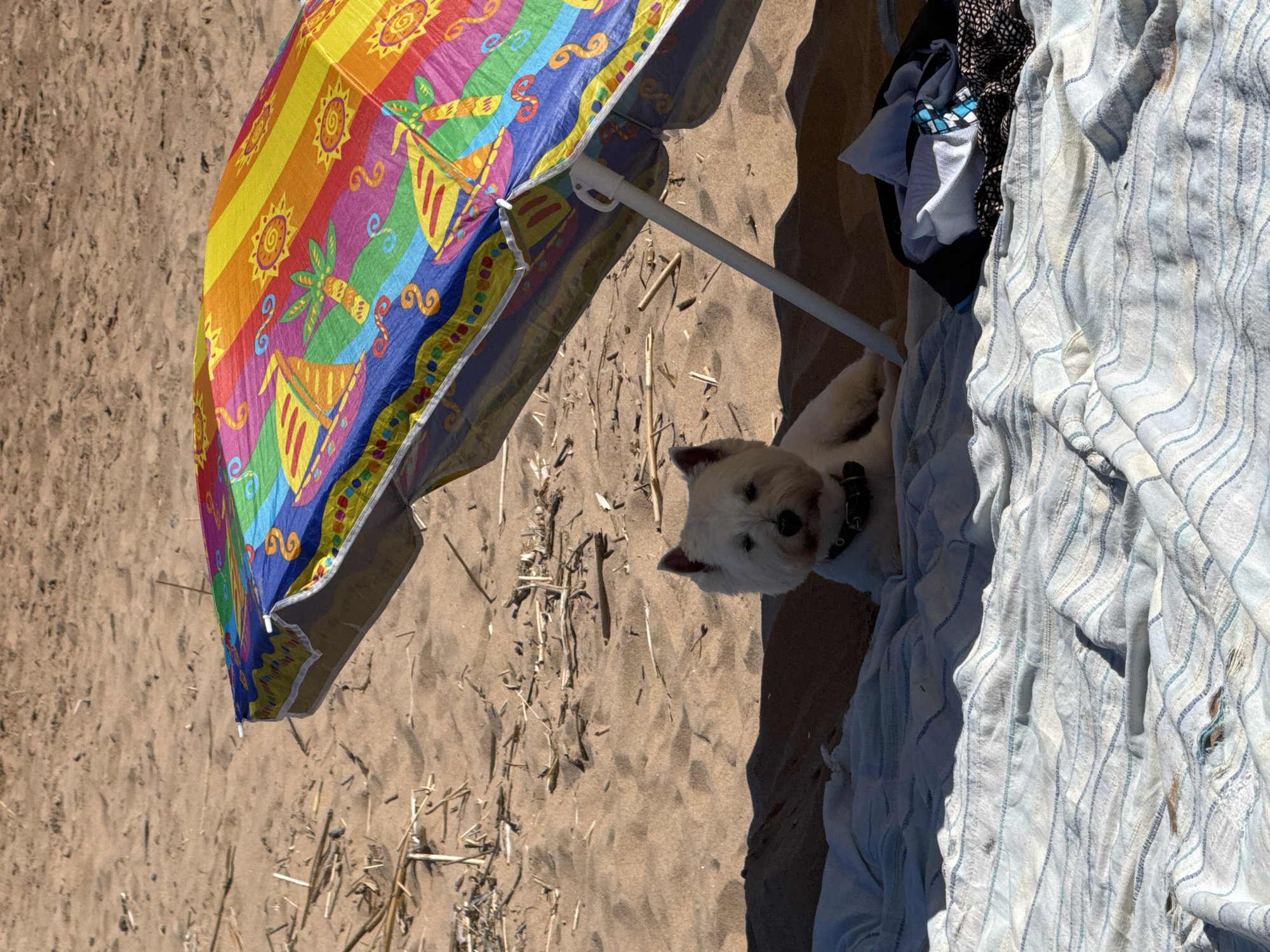 A white West Highland Terrier sits on a striped blanket on a sandy beach in Zelenaya Roshcha, Russia. The dog is partially shaded by a colorful beach umbrella. The umbrella has a pattern of tropical motifs, including palm trees, suns, and sailboats, in bright shades of yellow, orange, red, green, and blue. In the background, the sand is scattered with dried reeds and debris. To the right of the dog, a pile of folded clothing rests on the blanket. The lighting suggests it is a sunny day, with strong shadows cast by the umbrella.