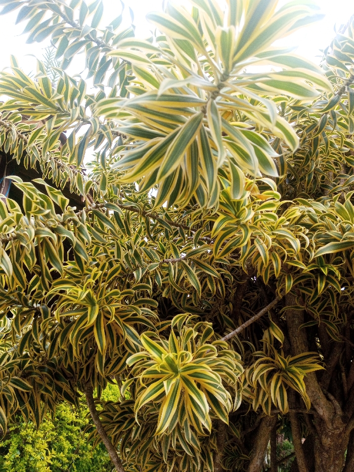 A low-angle, eye-level photograph captures the dense, variegated foliage of a mature ornamental plant, identified as being in Nghĩa Đồng Commune, Vietnam. The scene is dominated by numerous elongated, pointed leaves displaying prominent longitudinal stripes of bright yellow and dark green, arranged in clusters along visible woody branches. The lighting originates from above and behind the plant, resulting in a bright, almost white sky in the upper background. Portions of dark, rough-textured tree trunks and branches are visible throughout the lower and central sections, interspersed with the vibrant leaves. In the upper-left background, a dark, angular structural element is partially discernible, likely part of a building or roofline. No human figures, animals, or discernible actions are present.