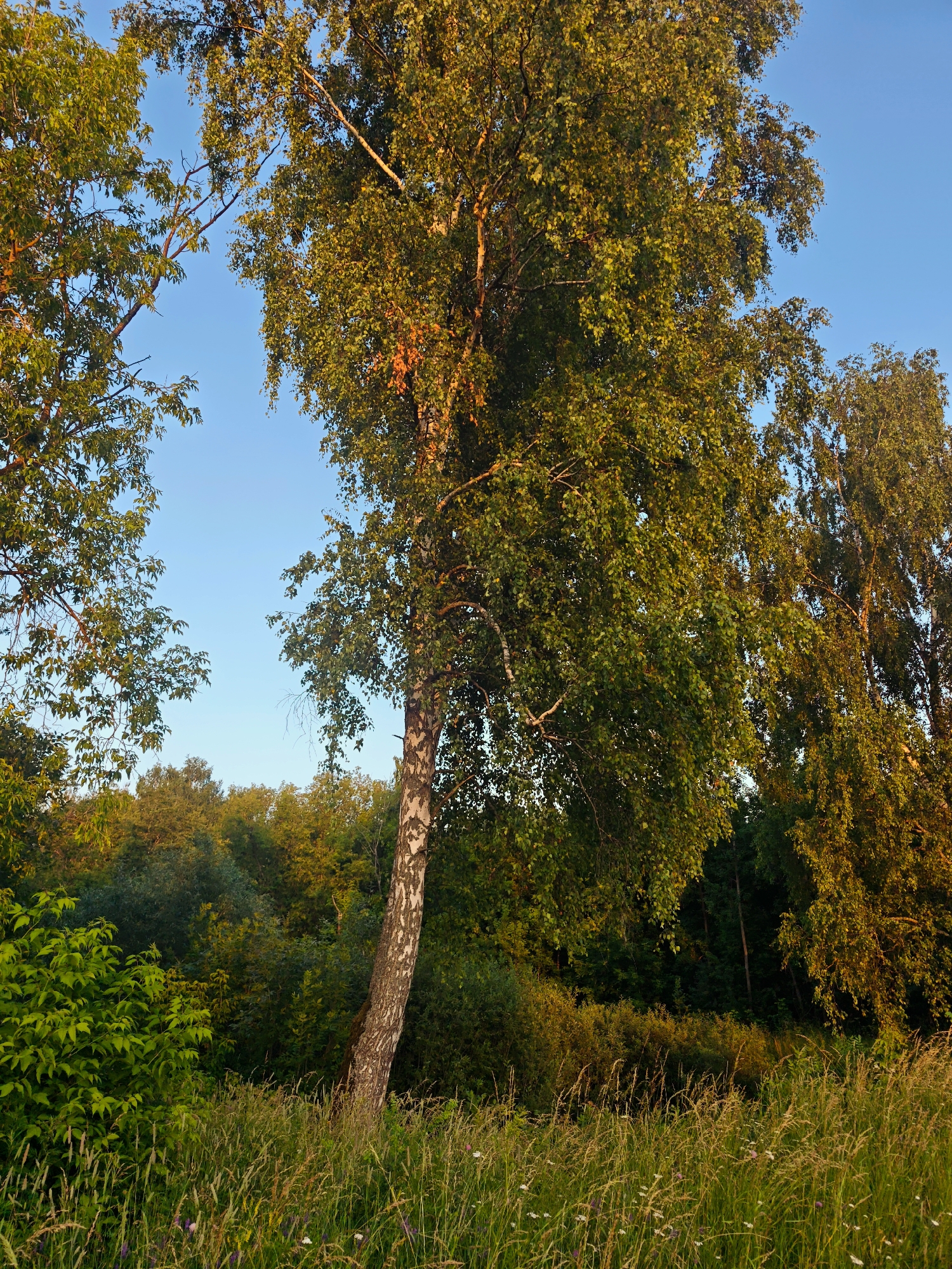 The image captures a sunlit birch tree in a field of tall grass and wildflowers, with a backdrop of dense green foliage. The sky above is a clear, vibrant blue. The sun, likely low in the sky given the warm golden light illuminating the leaves and the grass, suggests either early morning or late afternoon. The scene evokes a sense of peacefulness and natural beauty, typical of a rural summer day. The distinct white bark of the birch tree, characteristic of its species, stands out against the surrounding greenery. The field is lush with various types of grasses and interspersed with small, delicate wildflowers, adding splashes of color to the foreground. In the distance, a dense forest creates a darker, more textured background, contrasting with the lighter elements of the field and sky. The overall impression is one of a serene, untouched natural landscape during a pleasant time of day.