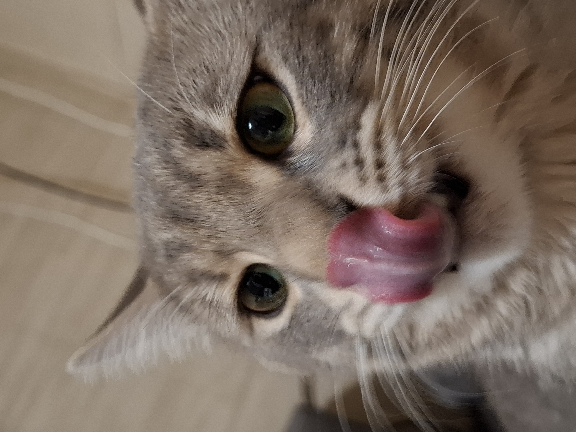 A charming close-up captures the face of a domestic cat in Novi Sad, Serbia, seen from a high angle with its head tilted. The cat's soft fur displays a beautiful blend of grey, brown, and cream tones, suggesting a tabby pattern.
Two prominent, luminous green eyes with dark, round pupils are visible, one in the upper left of the frame and the other slightly below it, partially obscured by the tongue. The cat is actively engaged in licking, with a vibrant pink tongue extended from its mouth, showcasing its textured surface and a wet sheen. This action dominates the right side of its face. Numerous long, slender white whiskers fan out from its muzzle, some catching the light, adding depth and detail to the portrait.
The background is softly blurred, appearing as a warm, neutral beige or light brown hue, with subtle horizontal lines that suggest an indoor setting, possibly a wall or piece of furniture. The lighting is soft and even, highlighting the cat's features without harsh shadows. The overall impression is one of an endearing and focused moment, capturing the cat in a common, yet captivating, grooming activity. There is no visible text in the image.