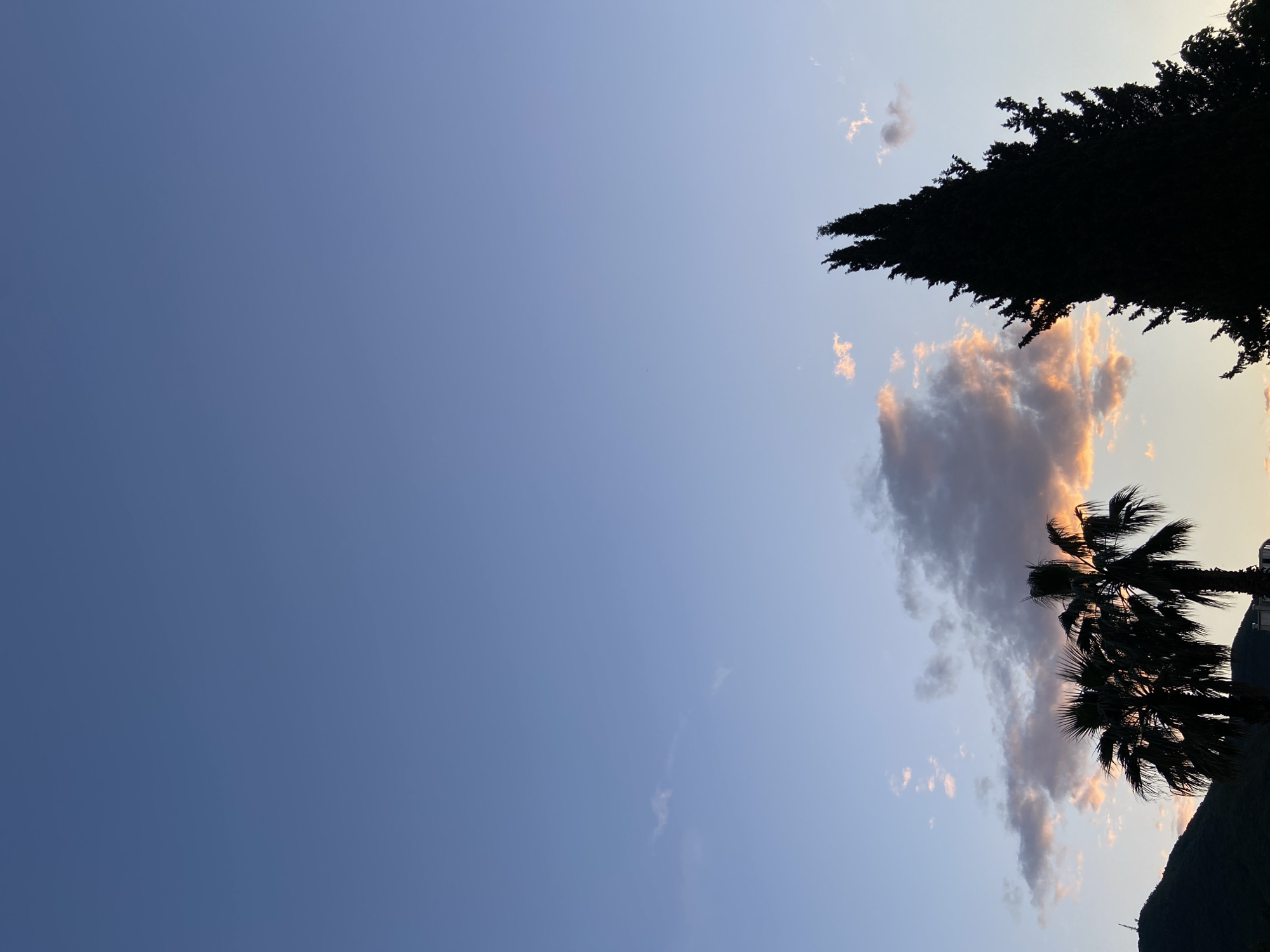 The image shows a sky at dusk with a transition from blue to a lighter hue near the horizon. Silhouetted against the sky are two types of trees: a tall, coniferous tree on the right side of the frame and two palm trees located lower and slightly to the right. Clouds are scattered across the sky, with some displaying a pinkish-orange tint near the horizon. The location appears to be an outdoor environment.