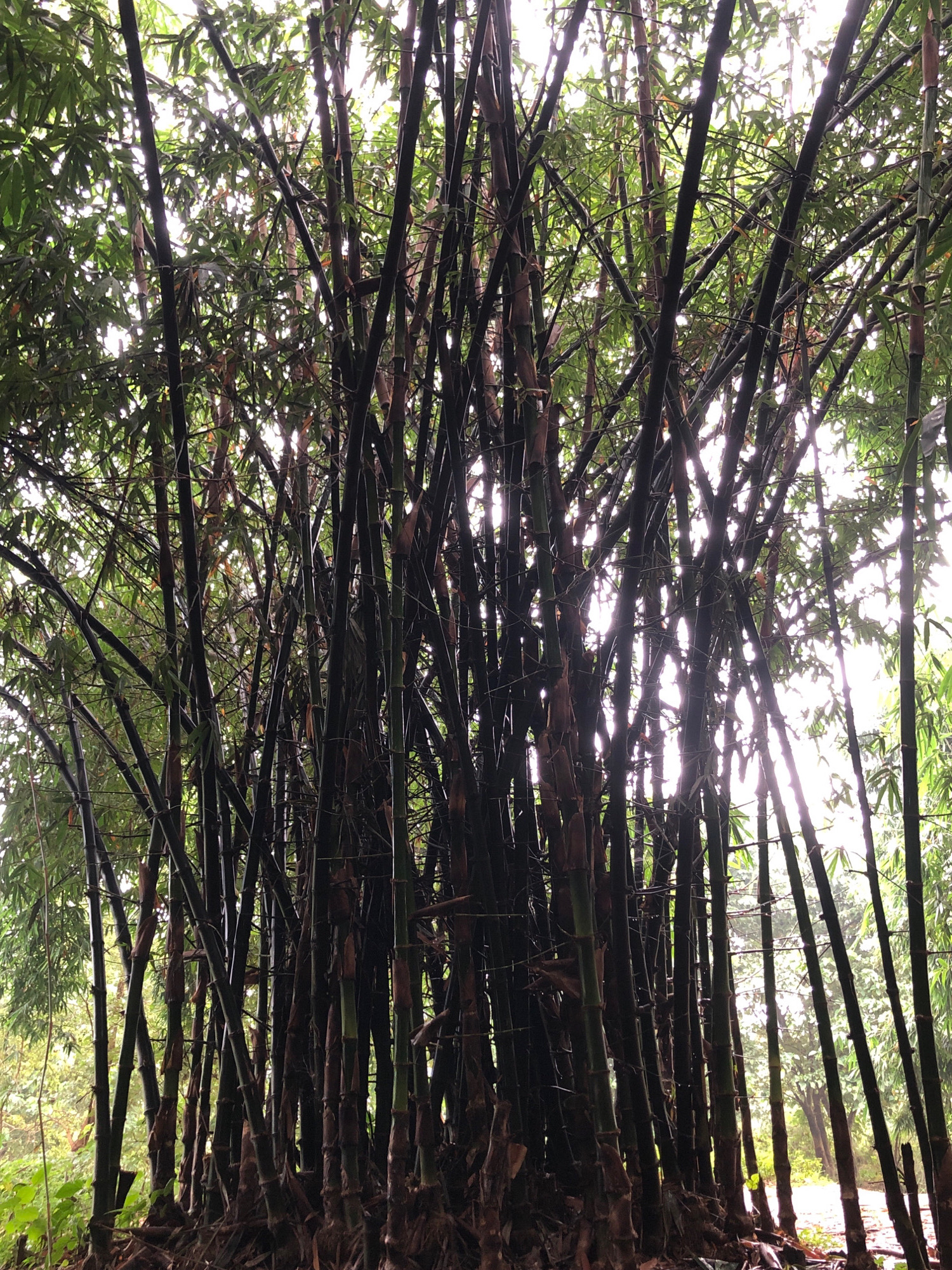 The image depicts a dense grove of dark-colored bamboo trees in Birgunj, Nepal. The thick stalks are tightly packed, obscuring much of the background and creating a sense of enclosure. Sunlight filters through the canopy of green leaves and the spaces between the bamboo stalks, creating dappled light and highlights. The ground at the base of the bamboo is covered in dried leaves and debris. The overall impression is a natural and somewhat wild environment.