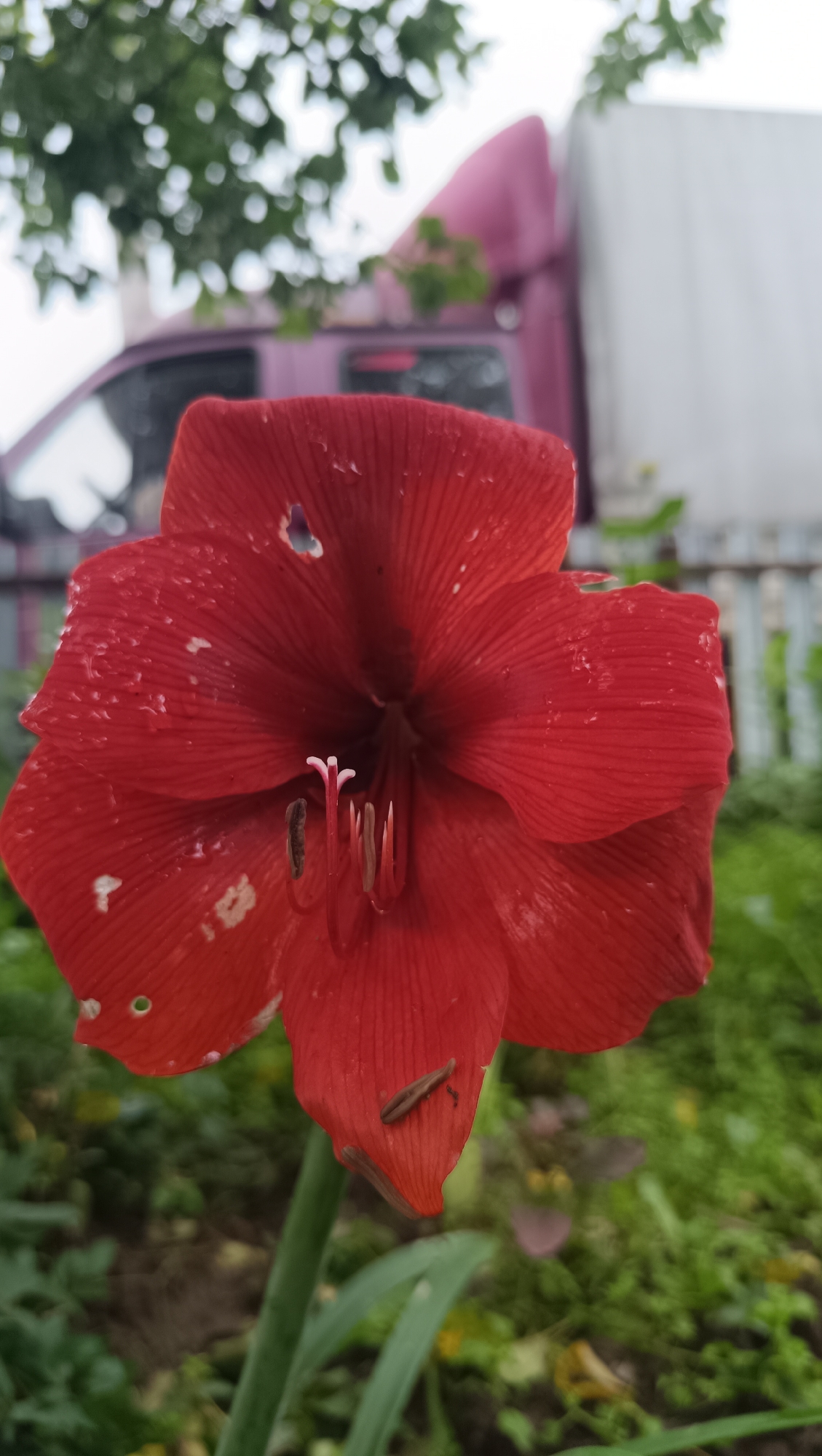 A close-up, eye-level shot focuses on a vibrant red amaryllis flower in the foreground, its petals slightly tattered and bearing small water droplets. In the center of the flower, delicate white pistils and brown anthers are visible. Two brown, elongated insects are resting on the petals.
Behind the flower, the background is softly blurred, revealing hints of a pink vehicle with a rounded roof, possibly a truck or van. Green foliage and a white fence can also be discerned, suggesting an outdoor setting, possibly a garden or yard. The overall impression is one of nature's beauty juxtaposed with a hint of urban or suburban life. The location is identified as Karsha, Russia.
