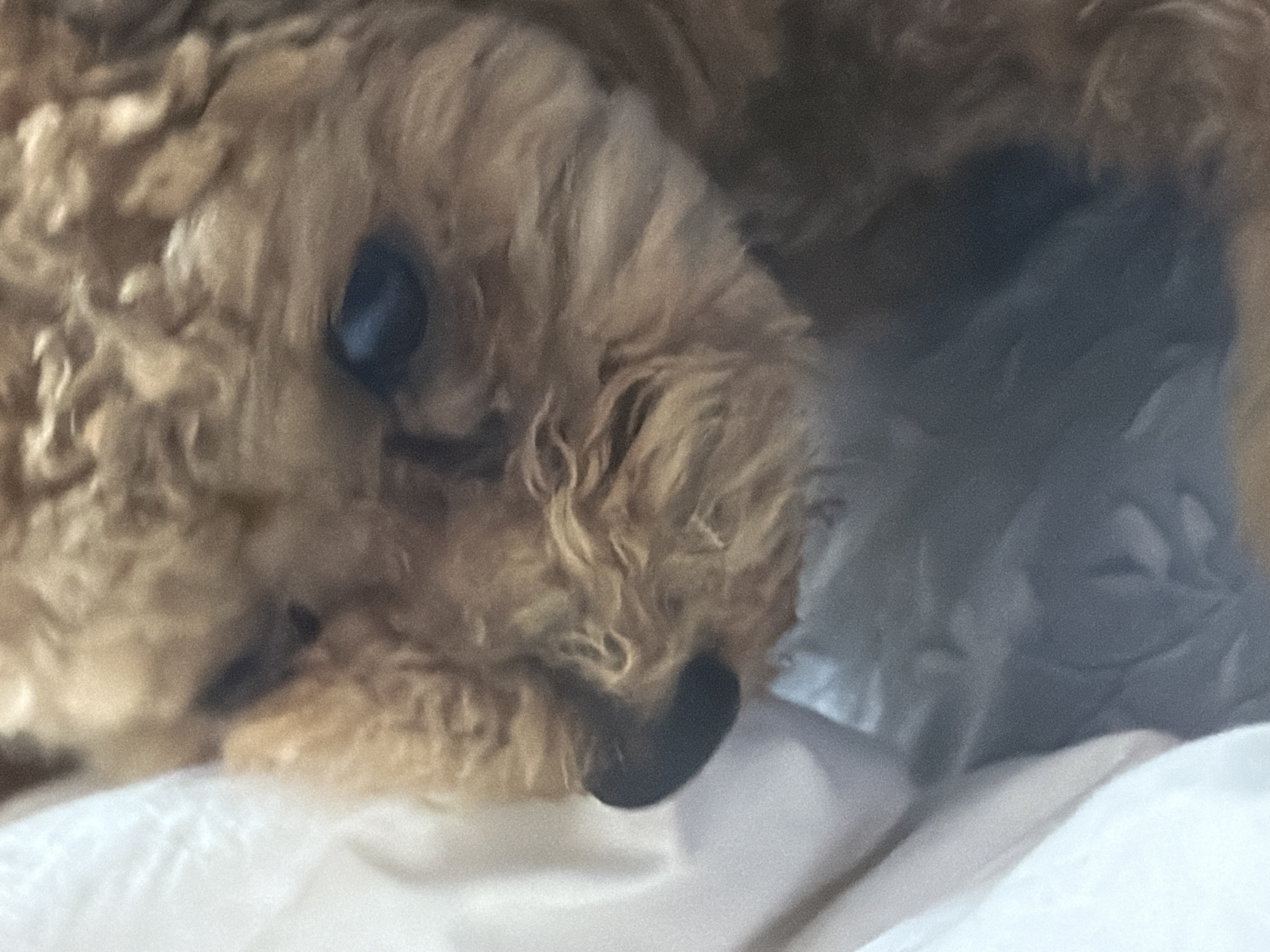 The image is a close-up, low-angle shot of a small, light brown poodle. The dog is lying down on a white, textured surface, likely bedding. Its head is turned to the left, and its eye is visible, a dark pupil with a blueish hue. The dog's nose is dark and appears wet. The fur is curly and fluffy, common for poodles. The background is soft and out of focus, with shades of white and grey. There is no discernible location in Kyiv, Ukraine.