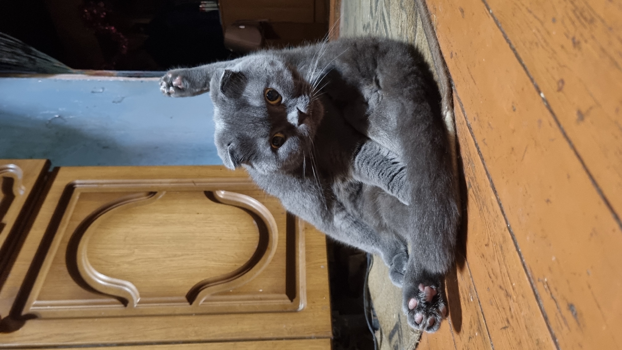 A fluffy, grey Scottish Fold cat is captured mid-stretch, sitting on a woven mat placed on a wooden floor. The cat's front paws are tucked in, while its right hind leg is extended upwards, revealing its pink paw pads. Its ears are folded down, and its large, amber eyes are looking directly at the camera. Behind the cat, a wooden cabinet with ornate carvings is visible. The background also shows a blue wall and a dark, curtained area. The scene appears to be indoors, possibly in a residential setting within the city of Vysokoe, Russia.