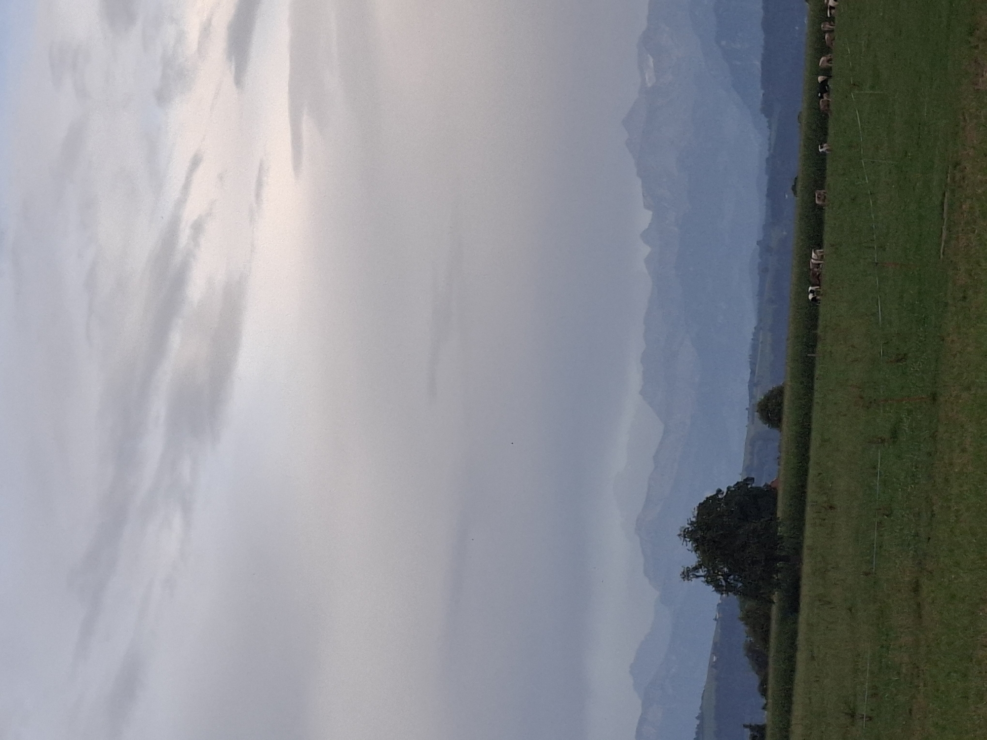 The image depicts a serene rural landscape in Eschenbach (LU), Switzerland. In the foreground, a lush green meadow stretches out, intersected by subtle horizontal lines that appear to be fencing. A herd of cattle is visible in the middle ground, scattered across a field of green. These cattle are a mix of brown and white, indicating a variety of breeds. Behind the grazing animals, a dense line of foliage forms a natural barrier, beyond which a solitary, dark green tree stands prominently. The background is dominated by a range of majestic mountains, their peaks softened by distance and a hazy atmosphere. The sky above is overcast with a palette of soft grays and hints of pale pink, suggesting either early morning or late evening light. The overall scene conveys a sense of tranquility and pastoral beauty, characteristic of the Swiss countryside.