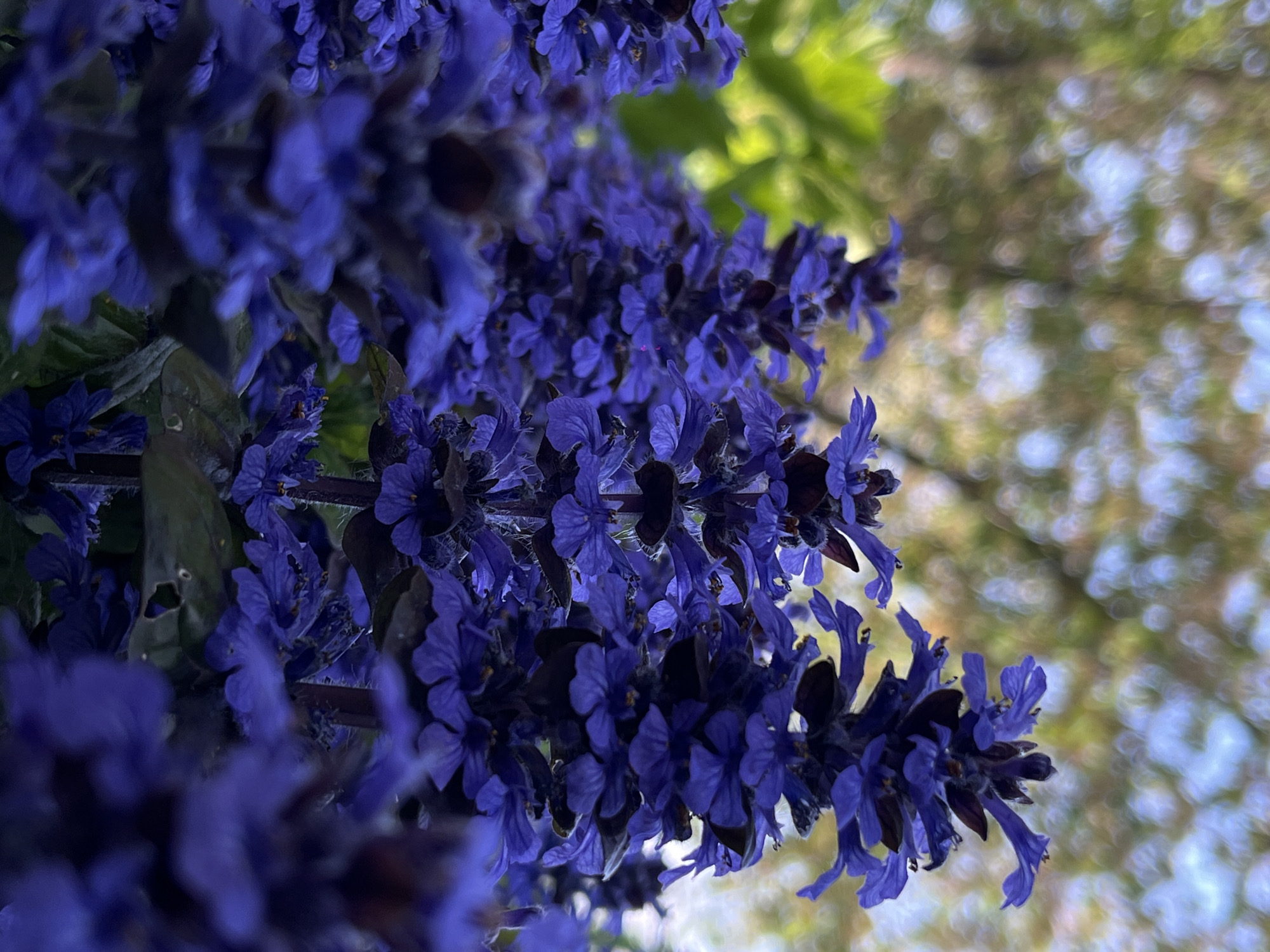 The image depicts a close-up view of clusters of dark blue-purple flowers, likely Ajuga reptans (bugleweed), with a blurred background of green leaves and out-of-focus light, potentially from a tree canopy. The viewpoint is low, looking up at the flowers. The location is assumed to be Novopokrovskaya, Russia, but this is based on a prompt and not verifiable from the image itself.