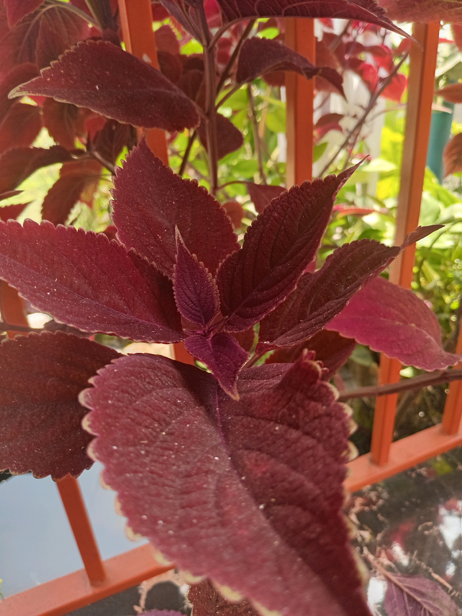 A close-up shot focuses on the dark red leaves of a plant, possibly a coleus, with serrated edges and a velvety texture. The leaves are arranged in a cluster, with some appearing newer and more vibrant in color, while others are slightly faded. In the background, an orange metal fence with vertical bars creates a geometric pattern. Behind the fence, out-of-focus greenery and hints of other plants suggest an outdoor setting. The lighting appears natural, casting soft shadows and highlighting the textures of the leaves. The overall impression is one of lush, vibrant foliage, possibly in a garden or outdoor space. The scene is set in Claket, Indonesia, though no specific landmarks or urban features are visible to pinpoint a more precise location within the city.