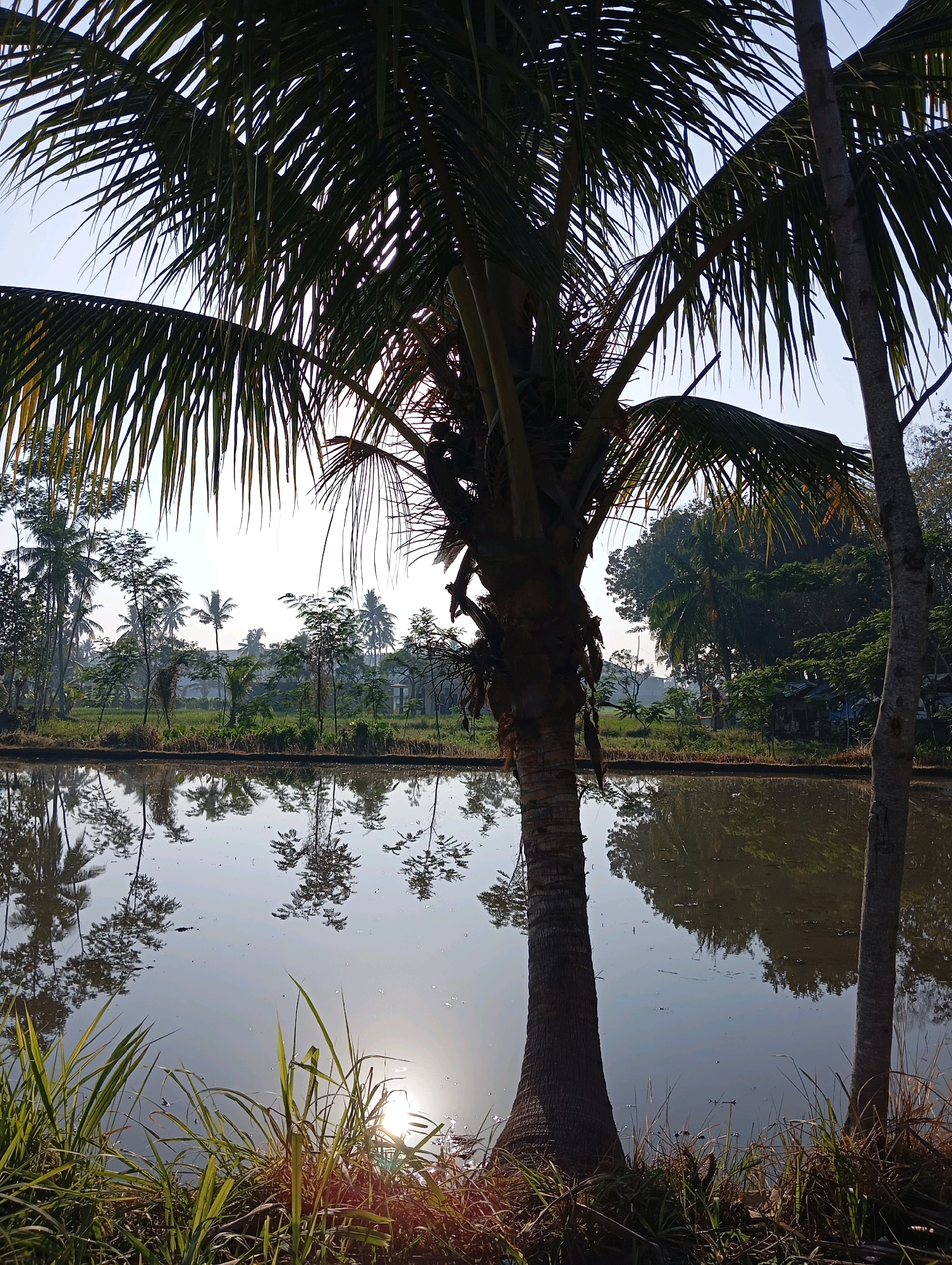 In Pasirian, Indonesia, a serene scene unfolds with a prominent coconut palm tree in the foreground, its fronds silhouetted against a clear sky. The tree stands beside a calm body of water, possibly a rice paddy or pond, which reflects the surrounding environment. Beyond the water, a lush landscape is visible, characterized by a variety of trees, including more coconut palms, and dense vegetation. In the distance, there are hints of rural structures, suggesting a residential area or small village. The sun is low on the horizon, casting a warm glow and creating a shimmering reflection on the water's surface. The overall atmosphere is peaceful and natural, typical of a rural Indonesian setting.
