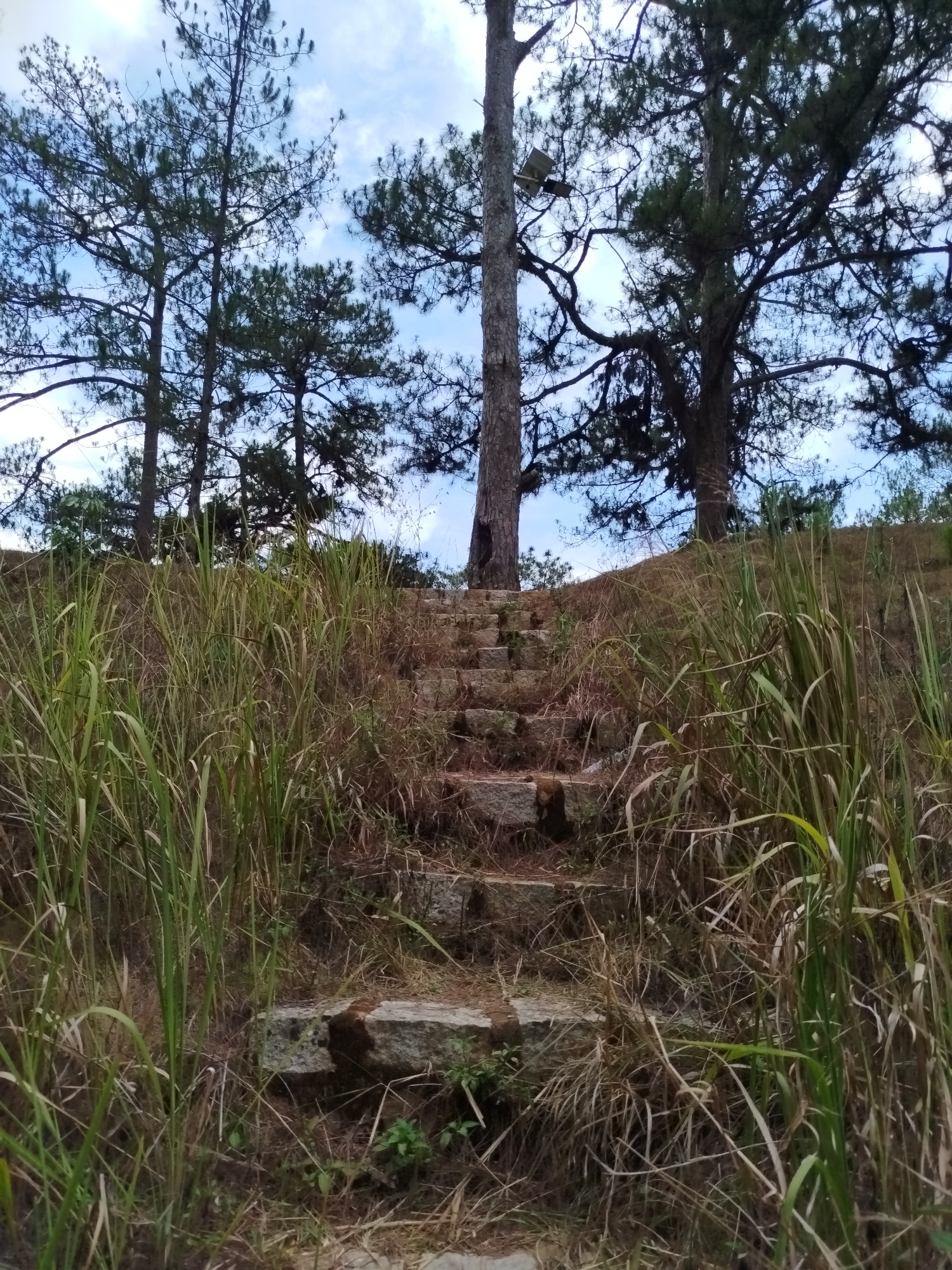 Outdoor scene: A set of stone steps leading up a grassy hill in Đa Thọ, Vietnam. Tall, dry grass obscures the steps. Several tall pine trees are at the top of the hill, silhouetted against a blue sky with white clouds. The steps are weathered and partially covered with vegetation. No people are visible.