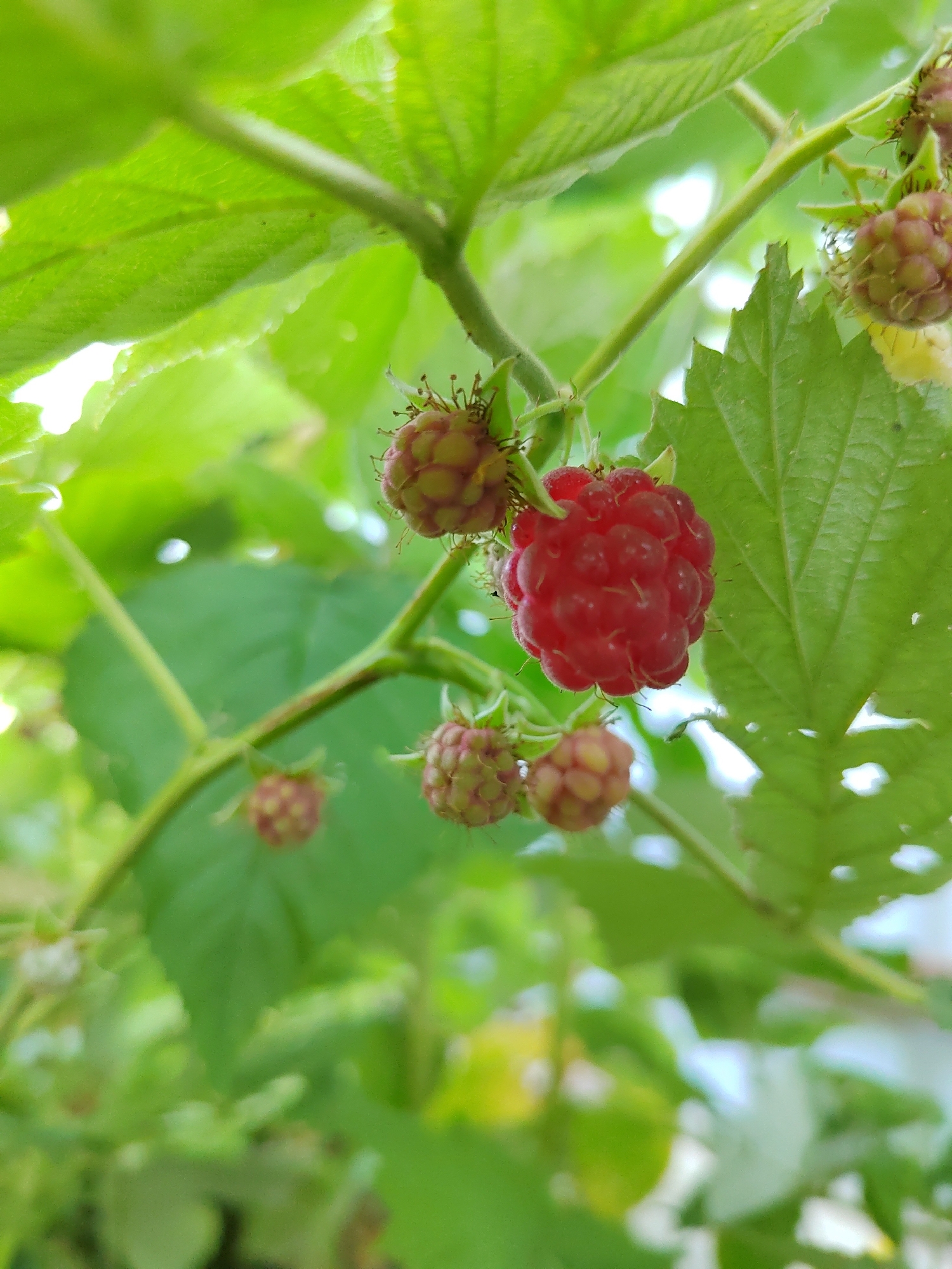 A close-up, vertically oriented photograph showcases a ripe red raspberry at the center, suspended from a thin green stem. The raspberry is plump and composed of numerous small drupelets, with a few tiny green leaves and delicate brown stems visible above it. To the left of the ripe berry, several unripe, greenish-pink raspberries are clustered together on similar stems, some showing signs of being partially developed. The background is a blur of lush green foliage, with some bright white light filtering through, suggesting an outdoor setting, possibly a garden or natural environment. The image is sharpest on the central raspberry and the immediate surrounding leaves and stems, with a shallow depth of field creating a soft focus on the rest of the scene. The overall impression is one of natural growth and the early stages of fruit development. The provided context places this scene in Vityazevo, Russia, suggesting a rural or suburban natural setting within the city's limits. No people are visible in the image.