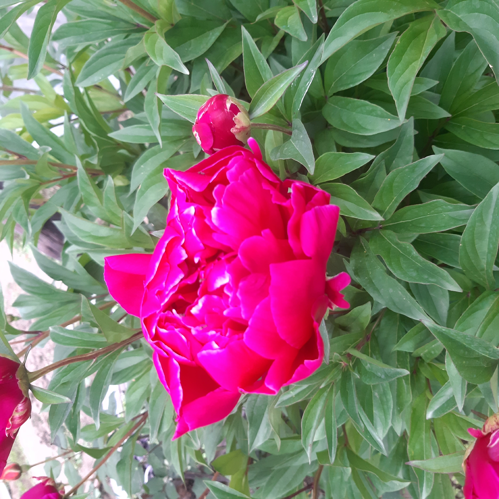 This close-up image captures a vibrant collection of pink and magenta peony flowers amidst lush green foliage. The dominant subject is a large, intensely colored peony in full bloom, positioned centrally in the frame, showcasing its ruffled petals and deep hue. To its upper left, a tightly closed peony bud, sharing the same striking color, hints at future blooms. Partial views of other peony flowers and buds are visible at the bottom left and bottom right corners, further emphasizing the abundance of blossoms.
The flowers are set against a dense background of dark green leaves, which are prominent and fill most of the space, creating a natural, verdant setting. The foliage appears healthy and fresh, with some leaves exhibiting slightly lighter undersides or highlights from the ambient light. The scene depicts an outdoor garden or natural environment, suggesting a bountiful plant in bloom.
The lighting appears to be soft and diffused, characteristic of a bright, possibly overcast day, or morning/late afternoon sunshine, casting no harsh shadows. The overall impression is one of natural beauty and vibrant life. There is no visible text in the image. This floral scene is set in Yeghegnadzor, Armenia, showcasing the beauty of the region's flora.