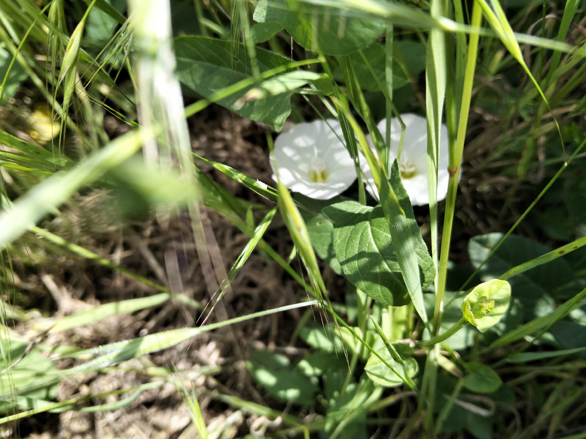 This is a close-up, eye-level photograph of a patch of ground with vegetation in Biliaivka, Ukraine. The foreground is dominated by out-of-focus green grass blades and stems, creating a naturalistic blur effect. In the mid-ground, two small white trumpet-shaped flowers with yellow centers are visible, partially obscured by the surrounding foliage. One flower is slightly more in focus than the other. The background consists of dry, brown soil and dead leaves, suggesting an outdoor, natural environment. The lighting appears to be natural sunlight, casting shadows and highlighting the textures of the plants. There are no people or man-made objects depicted in the scene.