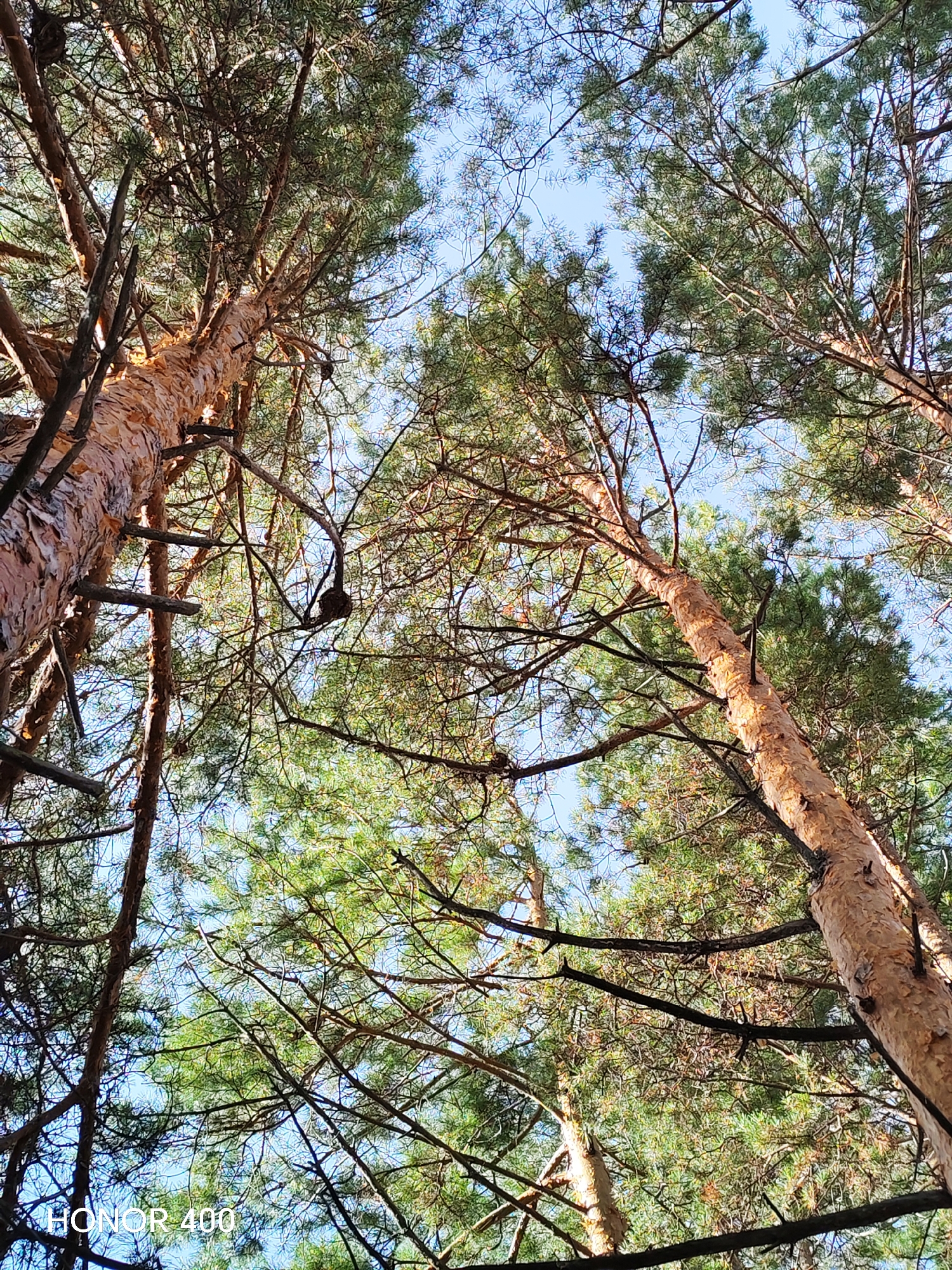The image captures a low-angle view looking up into the canopy of pine trees. The trunks of several tall pine trees are visible, with their rough, textured bark illuminated by sunlight. The branches are densely packed with green pine needles, creating a dappled effect against the clear blue sky. Some bare branches and twigs are also visible, creating a network against the sky. In the lower left corner of the image, the text "HONOR 400" is present, indicating the device used to capture the photograph. The scene appears to be an outdoor environment within a wooded area, possibly a park or forest, in the city of Novobureysky, Russia, given the context provided. There are no people or animals visible in the image.
