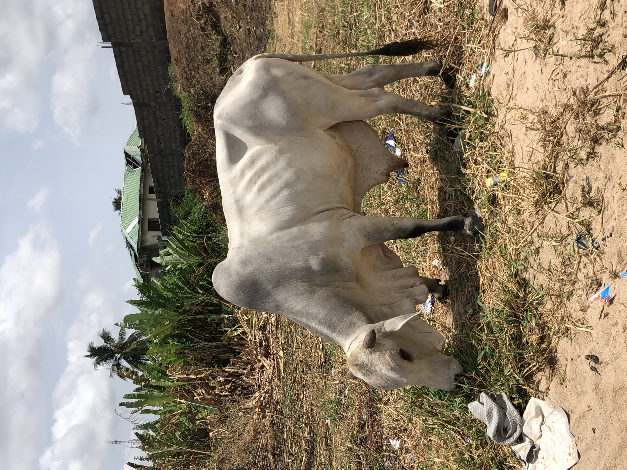 A white cow stands in an outdoor, grassy area littered with trash. Behind the cow, a building with a green roof is partially visible, with a tall brick wall next to it. A palm tree is also visible on the left. The location is in the city of Unknown, Unknown.