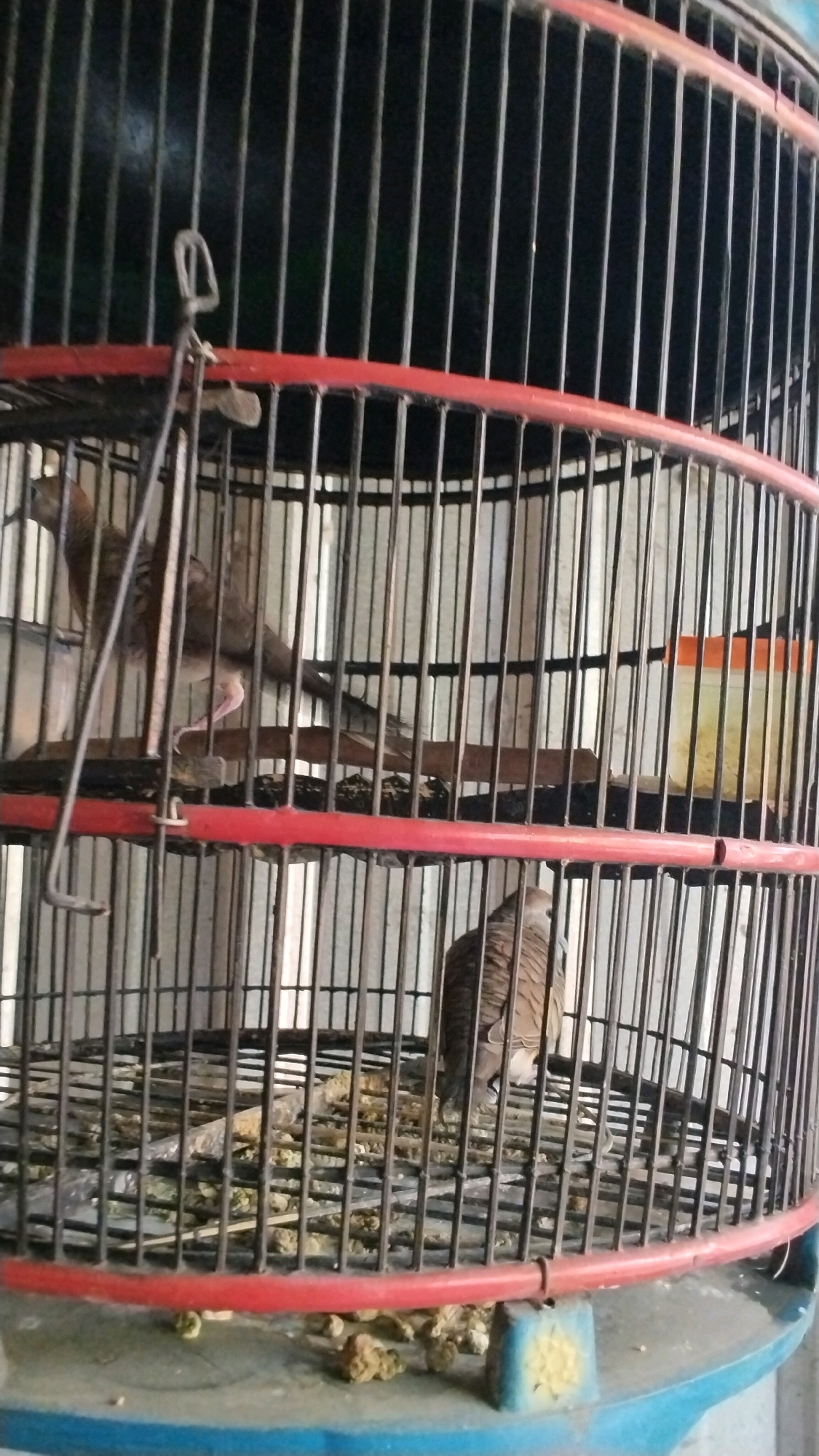 An indoor photograph shows two birds inside a black metal birdcage with red trim. The cage is situated in Penompo, Indonesia. The bird on the left is perched on a wooden dowel, facing left and looking forward. Its plumage is a mix of brown and grey with some lighter markings. Its beak is pointed downwards. The bird on the right is smaller and is also perched on a wooden dowel, facing right and looking downwards. Its plumage is similar to the bird on the left, with a grey head and brown, barred body. The cage floor is covered with debris, including food scraps and droppings. A portion of a yellow container with an orange lid is visible in the background. The lighting in the scene is dim, suggesting an indoor environment. The overall impression is one of confinement.