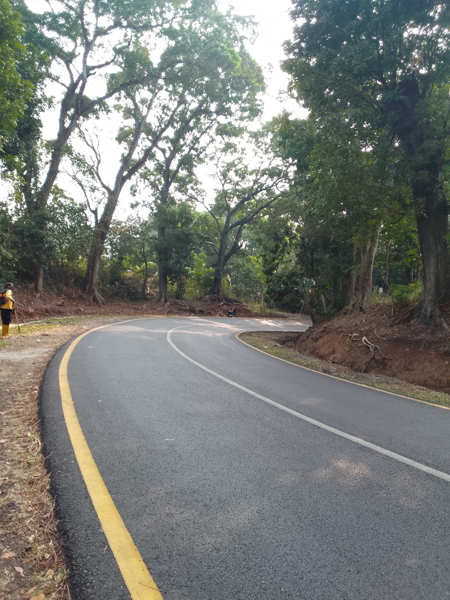 The image depicts a curved asphalt road lined with a yellow stripe on the left. The road is surrounded by lush green trees and dense vegetation, with tall, mature trees with sprawling branches arching over the scene. The ground on the right side of the road is a reddish-brown soil with exposed tree roots. On the left side of the road, a person wearing a yellow jacket and dark pants, with yellow boots, is operating a weed whacker. The person is standing on a dirt path next to the road. The lighting suggests it is daytime, possibly morning or late afternoon, with sunlight filtering through the tree canopy. The environment appears to be a rural or natural setting, possibly a road leading through a forest or park area. The image's perspective is low, looking up at the road and trees.