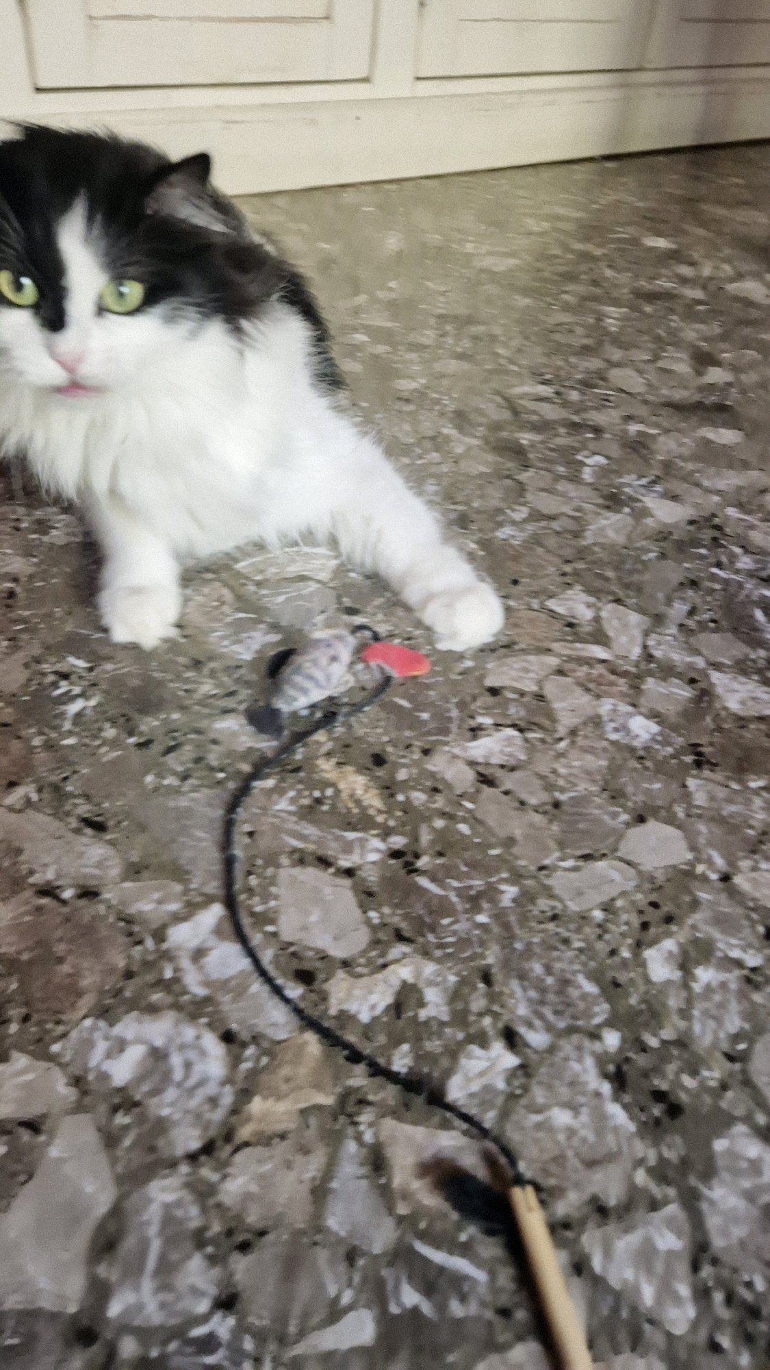 A black and white long-haired cat with green eyes is lying on a speckled tile floor, looking towards the camera. The cat's left paw is extended forward, near a small toy mouse with a red accent. Behind the cat, a portion of a white cabinet is visible. The setting appears to be indoors, likely a residential interior.