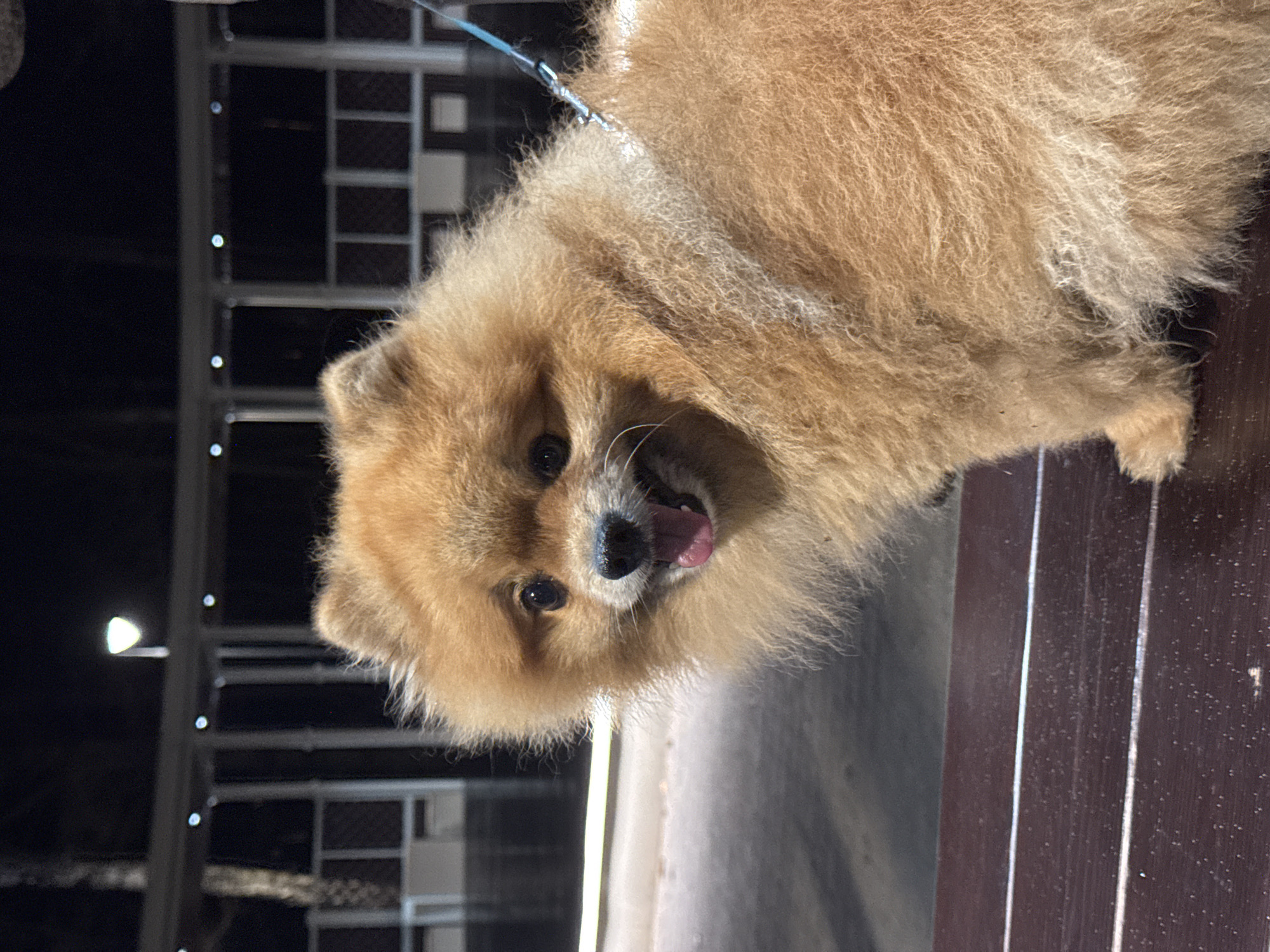A medium shot of a light brown Pomeranian breed dog with a blue leash, lying on a dark brown wooden bench outside at night. The dog's mouth is open, and its tongue is slightly visible. A portion of a metal fence is visible in the background. The location is unknown, there is no information regarding the location in the city of Krasnogorsk, Russia.