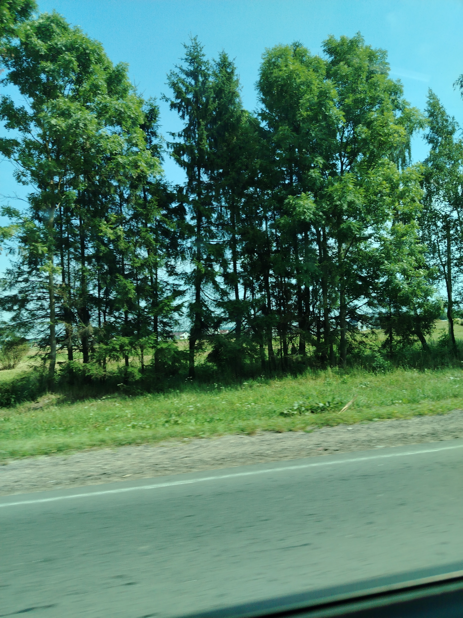 A motion-blurred, landscape-orientation, outdoor, daytime photograph depicts a row of tall, lush green trees bordering a grassy embankment next to a paved road. The sky above is clear and light blue. The trees are a mix of deciduous and coniferous types, with dense foliage. In the background, behind the trees, a small white building with a dark roof is partially visible, situated on a gently sloping, grassy hill. The road in the foreground shows signs of motion blur, indicating the photo was taken from a moving vehicle. The scene appears to be a rural or semi-rural setting, possibly along a highway or country road.