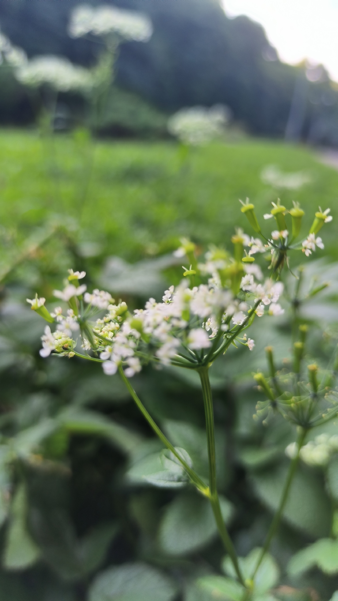 The image shows a close-up of white wildflowers in bloom, with a blurred green background of grass and trees. The scene appears to be in an outdoor natural setting. There are no people or any man-made objects visible. The image is taken from a low angle, focusing on the delicate structure of the flower petals and stems. The lighting suggests it is daytime, possibly late afternoon or early evening due to the soft light and potential for sun flare in the upper right corner. The location in Lviv, Ukraine cannot be determined from the image.