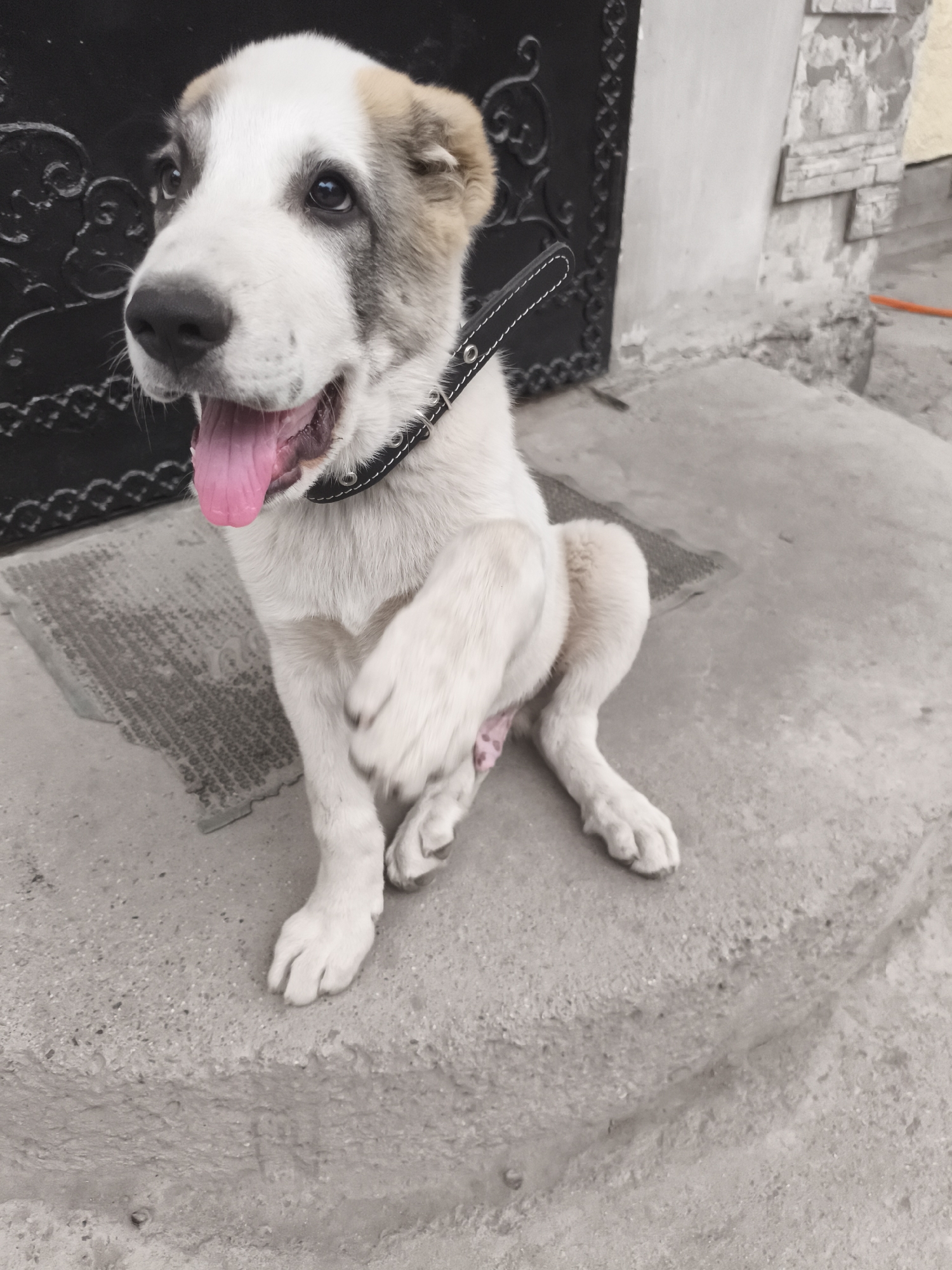 A young, white and tan Central Asian Shepherd puppy is sitting on concrete steps outside. The puppy has its tongue hanging out and appears to be panting. It is wearing a black collar with white stitching. Behind the puppy is a black ornate metal gate and a light-colored wall. The puppy's paws are resting on the concrete, with one paw raised slightly. The scene is outdoors in what appears to be an urban setting, possibly Bishkek, Kyrgyzstan, based on the architectural style of the gate and wall.