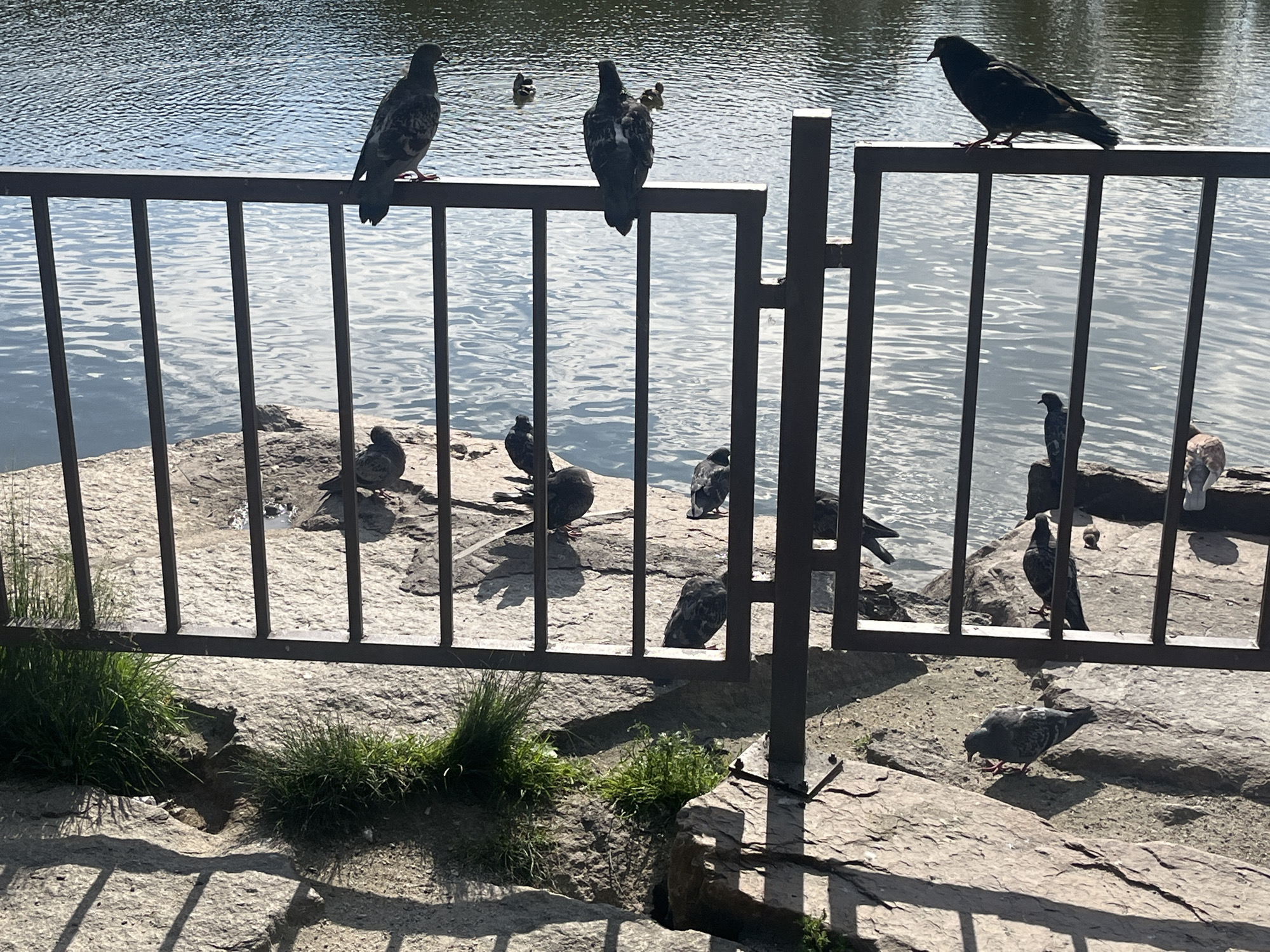 The image shows a group of pigeons gathered near a body of water. Some pigeons are perched on a black metal railing, while others are on the rocky ground below. The water, likely a pond or lake, is calm with ripples reflecting the sunlight. There is green grass growing in patches near the railing and on the rocky embankment. The scene appears to be outdoors on a sunny day, suggested by the strong shadows cast by the railing and the bright reflections on the water. The overall setting suggests a park or a public space by a waterfront. There are no people or visible text in the image.