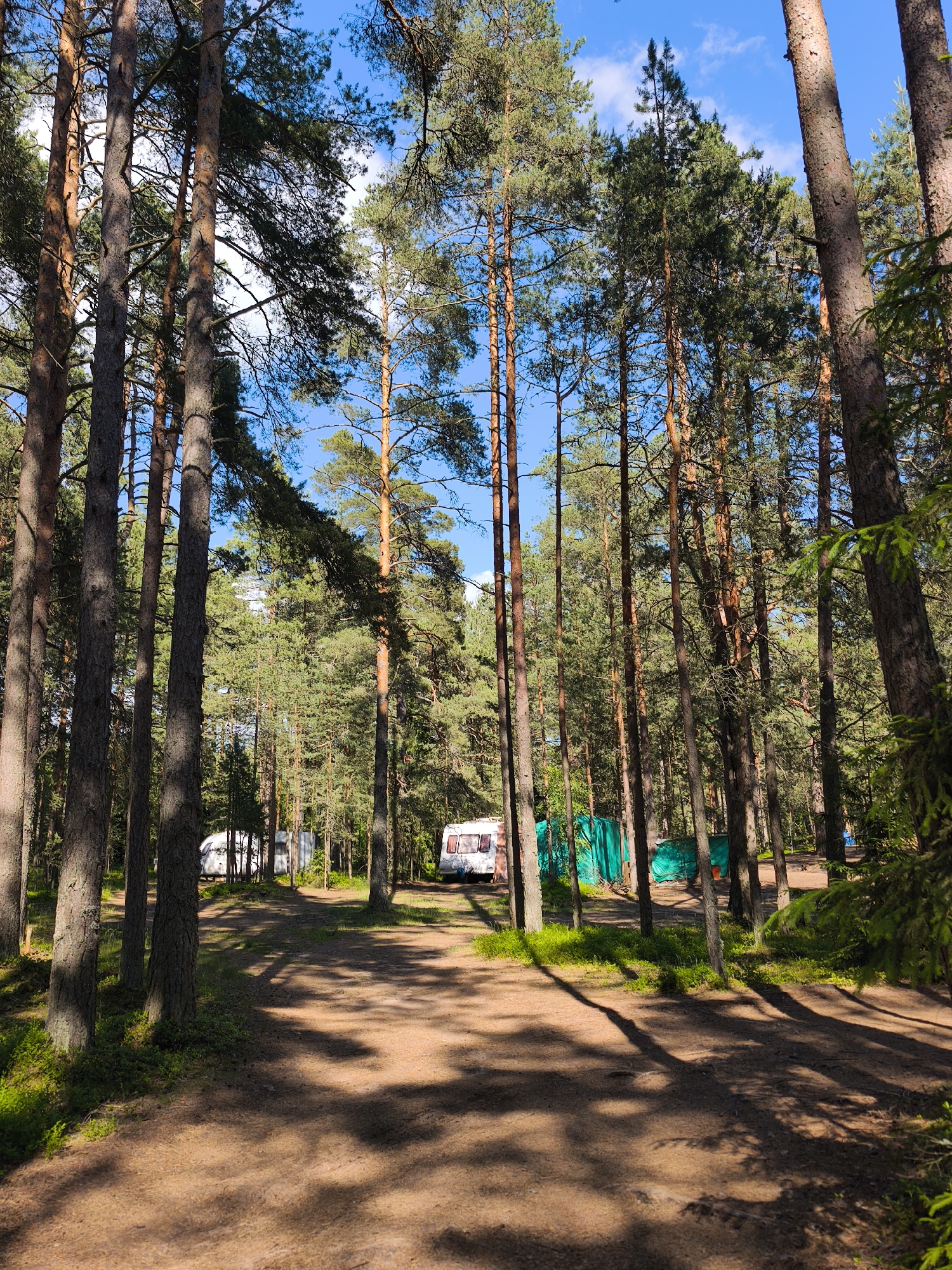 In Zelenaya Roshcha, Russia, this image captures a tranquil forest campsite. Tall pine trees dominate the scene, their trunks casting long shadows across a dirt path. A white camper van is parked on the left, and a green tarp is stretched over a structure behind it. Further back, another camper van is partially visible. The ground is covered in pine needles and sparse greenery, indicating a natural, undeveloped area. The sky above is a clear blue, dotted with a few wispy clouds. The overall impression is one of a peaceful, secluded outdoor retreat within a wooded environment.
