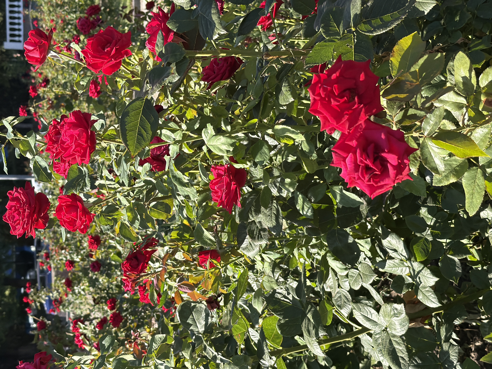 A close-up, outdoor, eye-level, vertical shot focuses on a dense cluster of vibrant red roses and their lush green foliage. The flowers are in various stages of bloom, with some fully open and others still budding. The sunlight casts shadows and highlights on the petals and leaves, creating a textured and dynamic visual. In the background, slightly out of focus, are more rose bushes, suggesting a rose garden. Beyond the garden, hints of a city environment appear, with suggestions of roads, buildings, and possibly vehicles, though these details are indistinct and not the primary focus. The overall impression is of a well-maintained garden space within an urban setting, likely in Rostov-on-Don, Russia, given the context of previous information. No people are visible in the image.
