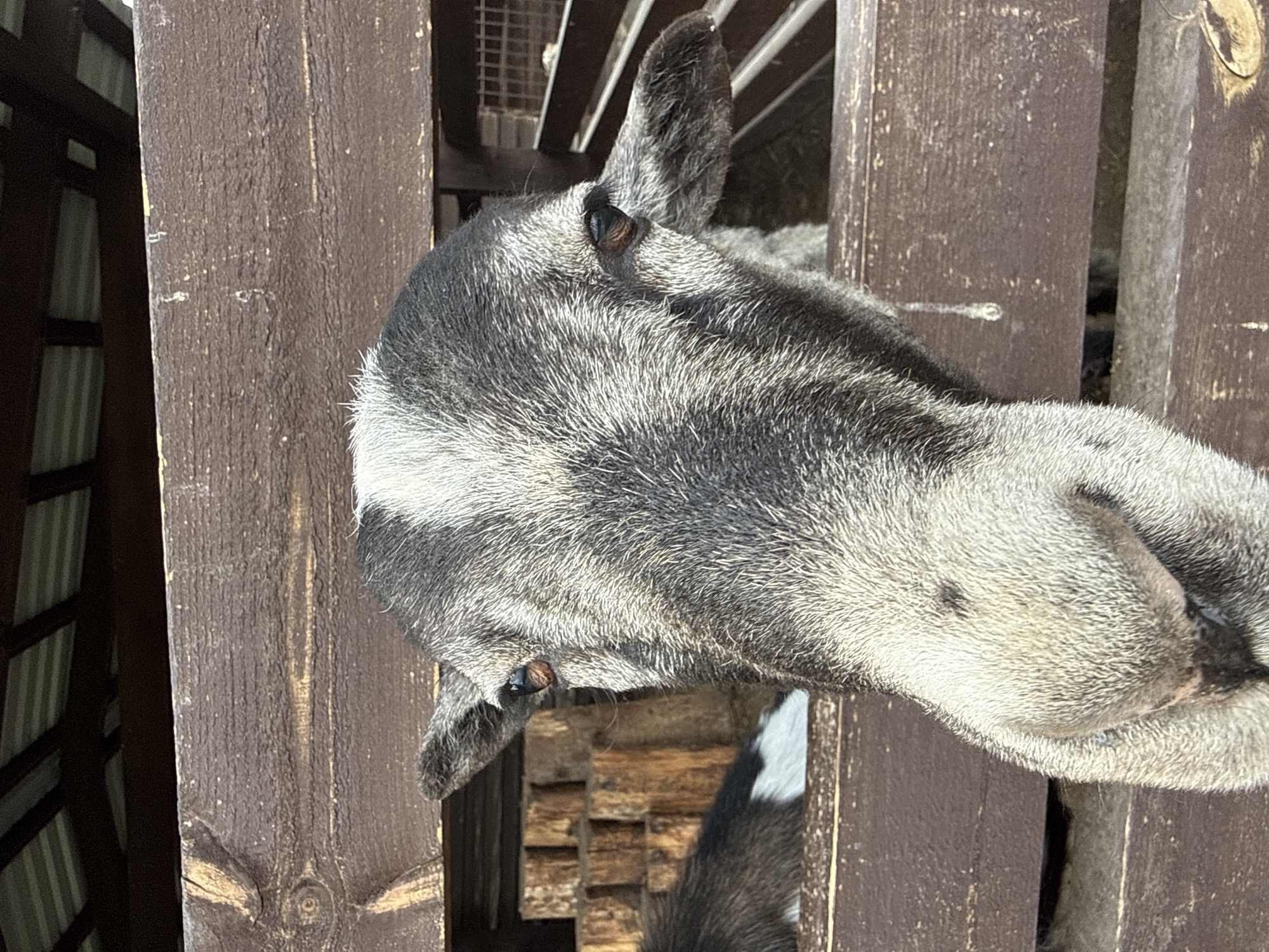 A close-up, angled view captures the head and neck of a gray-haired moose positioned between two vertical wooden planks. The moose's head is oriented from left to right, with both of its ears visible. Its eyes are brown. The wooden planks have a dark brown finish. The scene is well-lit, with sunlight casting a shadow along the left plank. The location is Pridorozhnyy, Russia.