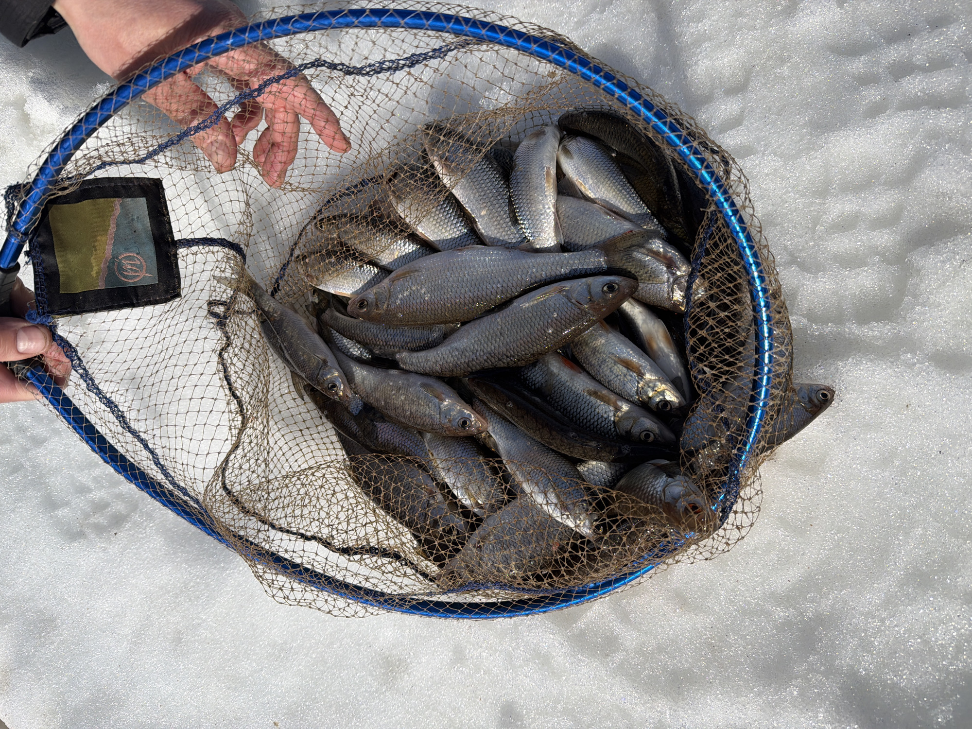 A fishing net filled with fish is displayed, held by a person, on a snowy surface. The net has a blue rim and a black patch with a logo visible. The fish are silver and appear to be of similar size and type. The snowy surface appears to be a frozen body of water. The context suggests this may be a recent catch. The location is Noviy, Russia.
