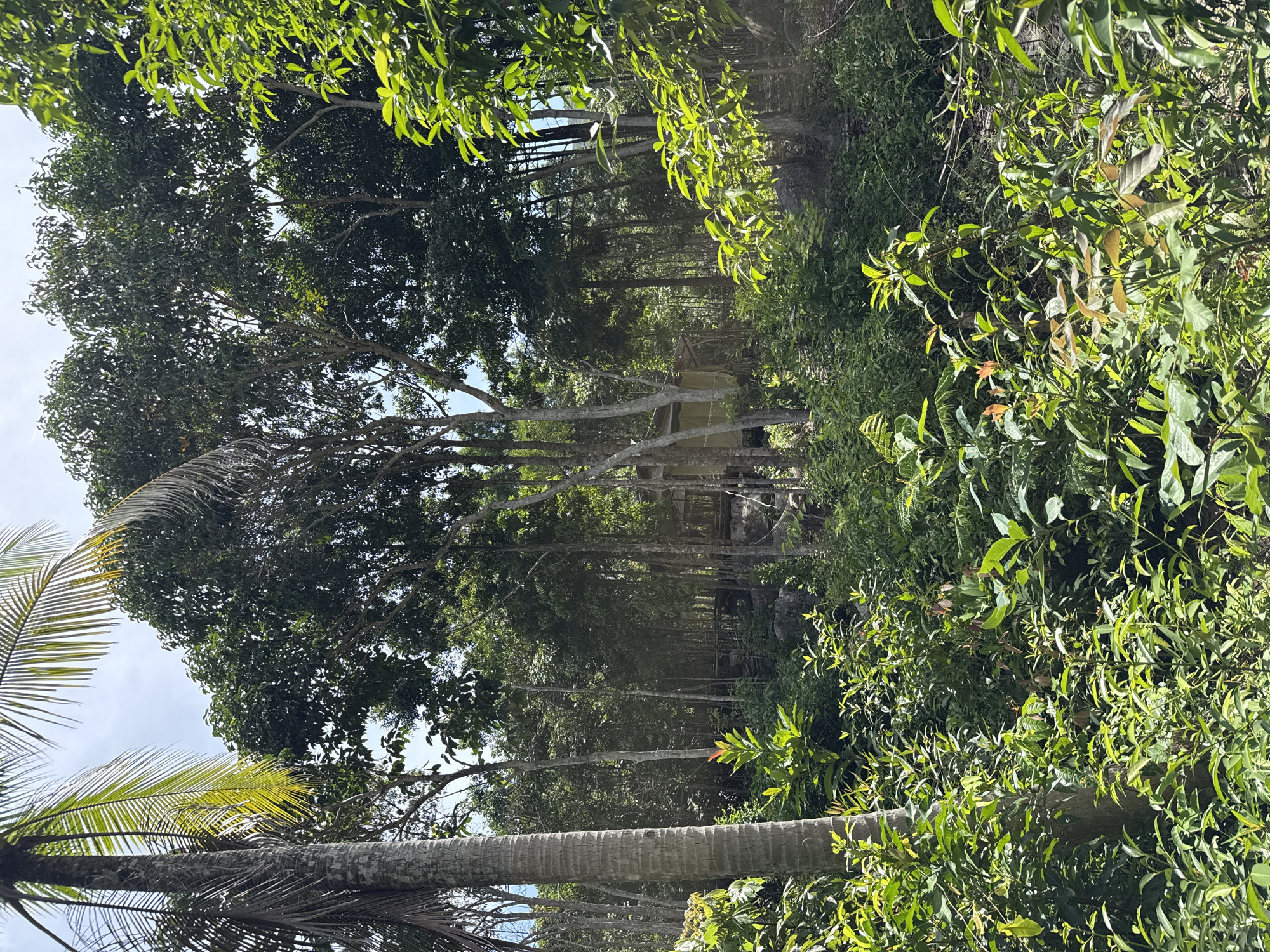 The image depicts a dense tropical landscape in ตำบลเกาะพะงัน, Thailand. The foreground includes a palm tree trunk with visible palm fronds against a partially visible sky. The central view shows a path or clearing extending into a wooded area with numerous tall, slender trees. A structure, possibly a small building or shelter, is visible further along the path. The surrounding vegetation is lush and green, with a variety of shrubs and trees creating a thick, overgrown environment. The lighting suggests a sunny day. There are no people or animals immediately visible. The overall impression is of a secluded, naturally dense and untamed environment.