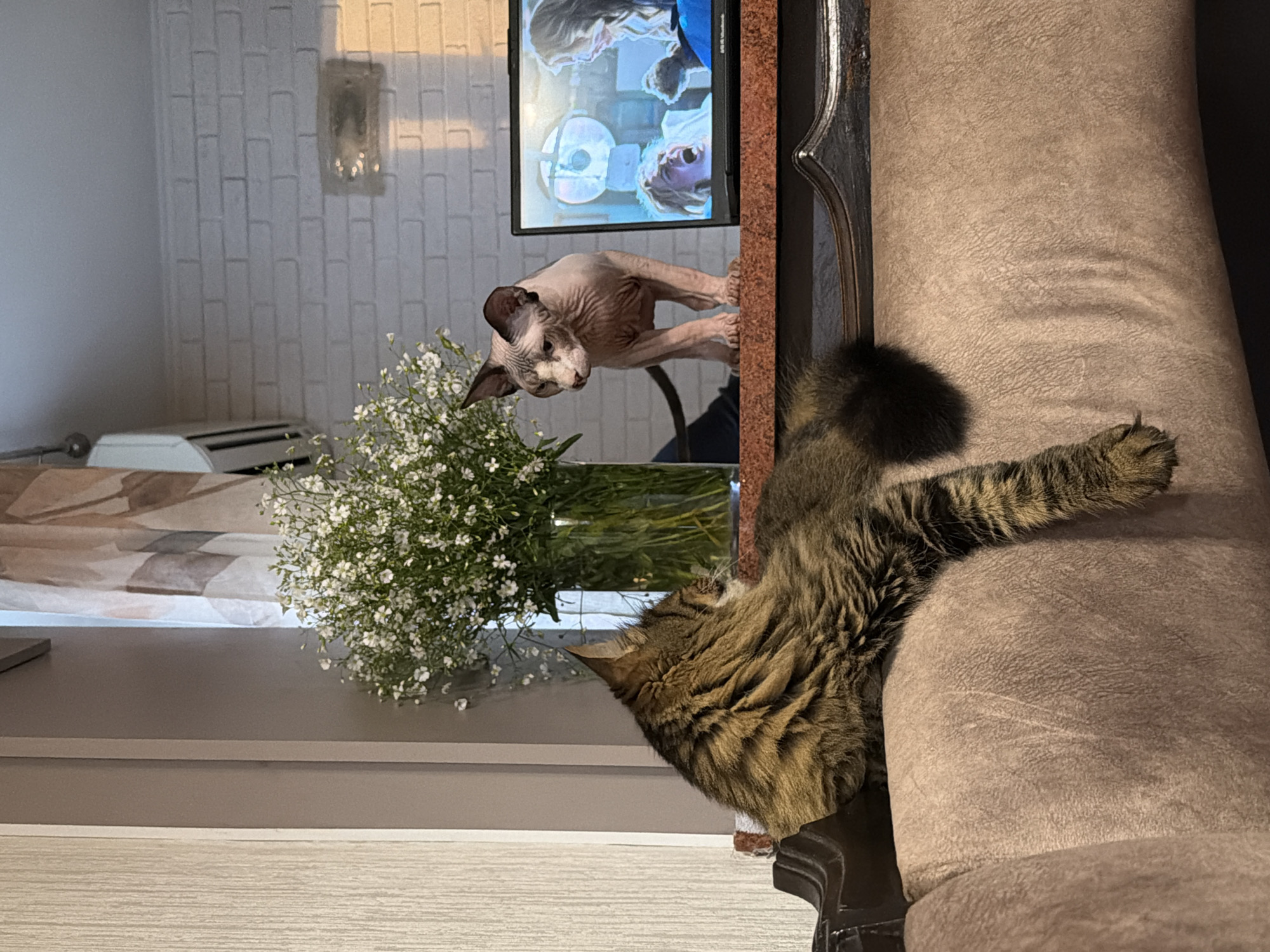 An indoor scene in an unknown location depicts two cats observing each other across a room. In the foreground, a brown tabby cat with long fur and a bushy tail is lying on the backrest of a light brown, textured upholstered sofa. Its head is turned to the right, looking towards the opposite side of the room, and one paw hangs over the edge of the sofa's back.
To the right of the tabby cat, a hairless Sphynx cat stands on a dark reddish-brown countertop or shelf, facing left towards the tabby cat. The Sphynx cat is light-colored with visible wrinkles and prominent ears. Behind the Sphynx cat and on the same surface, a laptop or tablet screen displays a dramatic scene from what appears to be a movie or television show, featuring a person with blonde hair screaming.
Behind the countertop, a large glass vase filled with numerous small white flowers and green stems (Gypsophila or Baby's Breath) is positioned centrally. To the left of the flowers, a sheer curtain with a geometric pattern is partially visible. High on the wall, partially obscured by the flowers, is an air conditioning unit. The background wall on the right features white painted bricks with a horizontal light fixture mounted on it. Distinct shadows with an orange hue are cast on the brick wall and the surface below it, indicating a light source from the right. The overall setting is a furnished interior space.