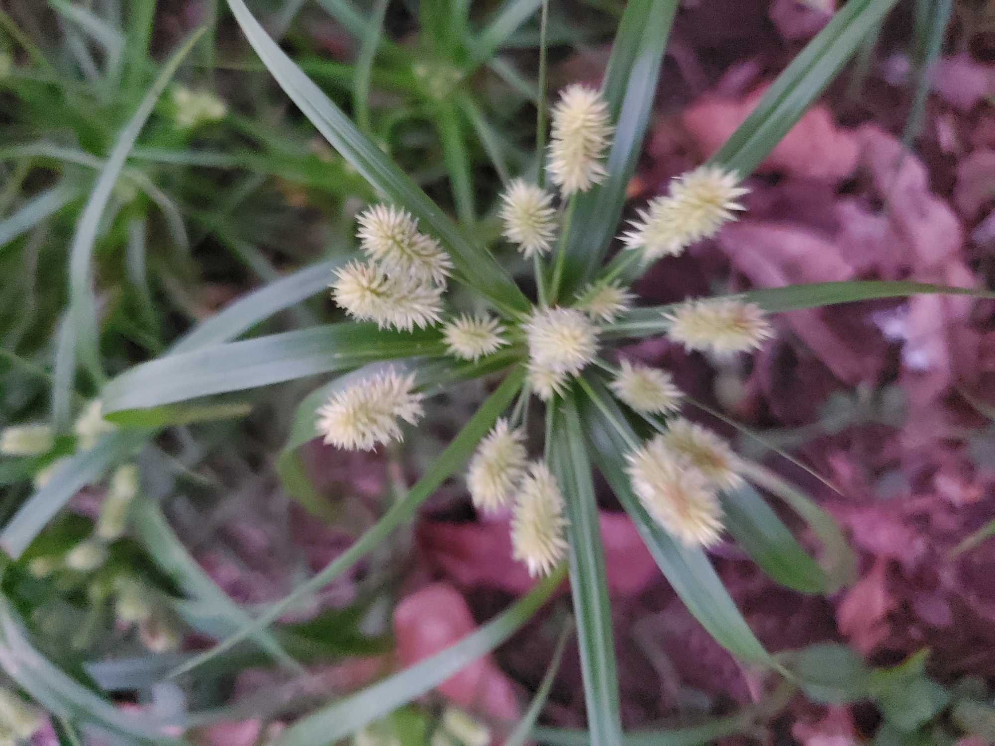 A close-up shot shows a cluster of green blades of grass interspersed with spiky, beige-colored seed heads. The foreground grass is surrounded by other blades of grass and foliage. The background has a blurred pattern of reddish-brown colors, possibly leaves or soil. The location is Mararaba, Nigeria.