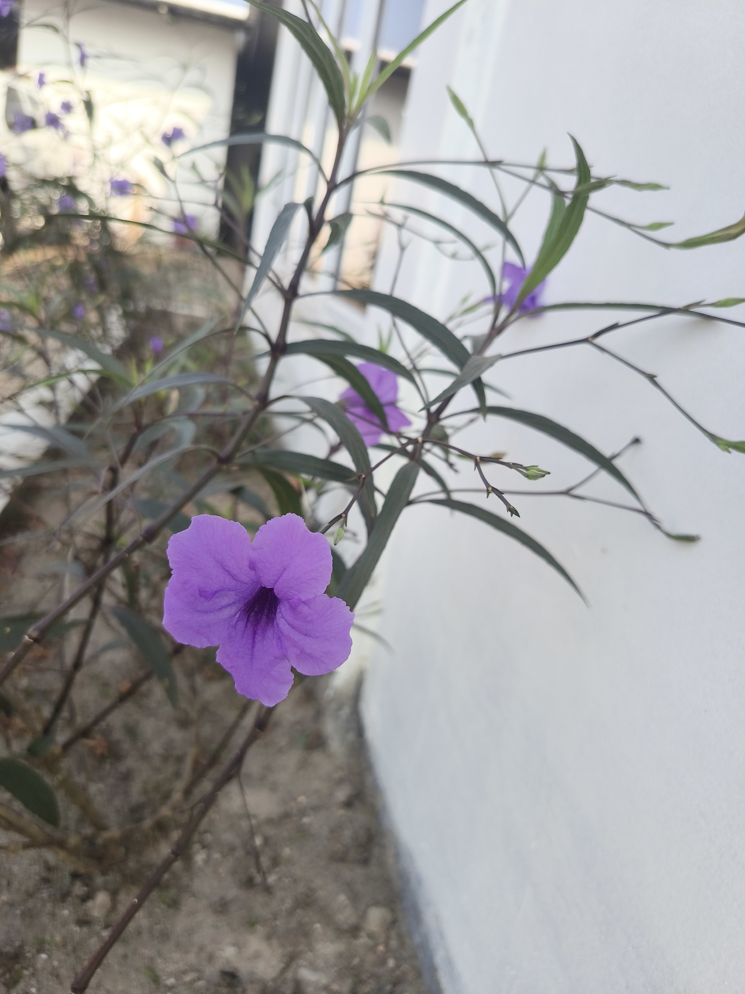 A close-up, eye-level outdoor shot features a single vibrant purple flower in the foreground, its petals delicately textured and slightly curled inward at the center. The flower is positioned to the left of the frame, angled slightly upwards. Behind it, the dark green, elongated leaves of the plant are visible, some drooping and others reaching outwards. The stems are thin and dark brown, with several small, unopened green buds scattered throughout the foliage.
The background is divided. To the left, out of focus, are more purple flowers and green leaves, suggesting a patch of blooming plants. The ground beneath the plant appears to be dry, sandy soil with some small pebbles. To the right of the plant, a stark white, smooth wall occupies a significant portion of the frame, creating a clean contrast with the natural elements. The wall is illuminated by natural light, casting a soft glow. The upper portion of the image shows a blurred background of what might be a building or fence, with hints of light and shadow. The overall impression is a serene, natural detail set against a man-made structure.
This image was taken in Pangkalpinang, Indonesia. The presence of the flowering plant, the sandy soil, and the architectural style of the white wall are all common elements found in the urban and suburban landscapes of Pangkalpinang. The bright, natural lighting suggests it was taken during daylight hours, possibly in the morning or late afternoon when the sun is not directly overhead. There are no people or animals visible in the image.