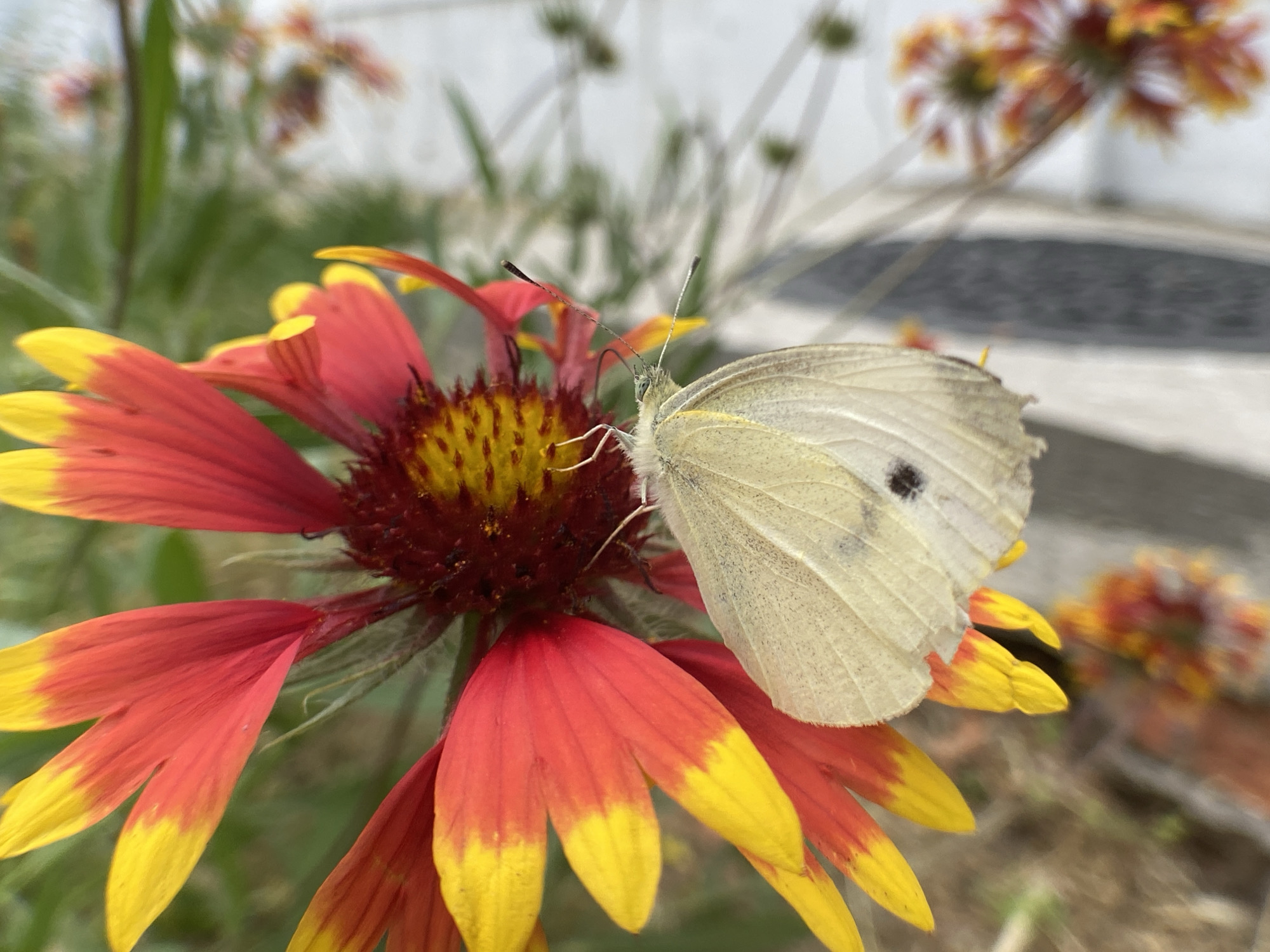 A close-up, eye-level, medium shot captures a light yellow butterfly with a single black spot on its right wing resting on a red and yellow flower. The butterfly's antennae are visible, pointing upwards. The flower has numerous red petals with yellow tips, surrounding a dark red and yellow center. The background is softly blurred, showing more out-of-focus flowers and greenery, with a hint of a light-colored textured surface on the right. The lighting is natural, creating soft shadows and highlighting the details of the butterfly and flower. The scene appears to be outdoors in a garden setting.