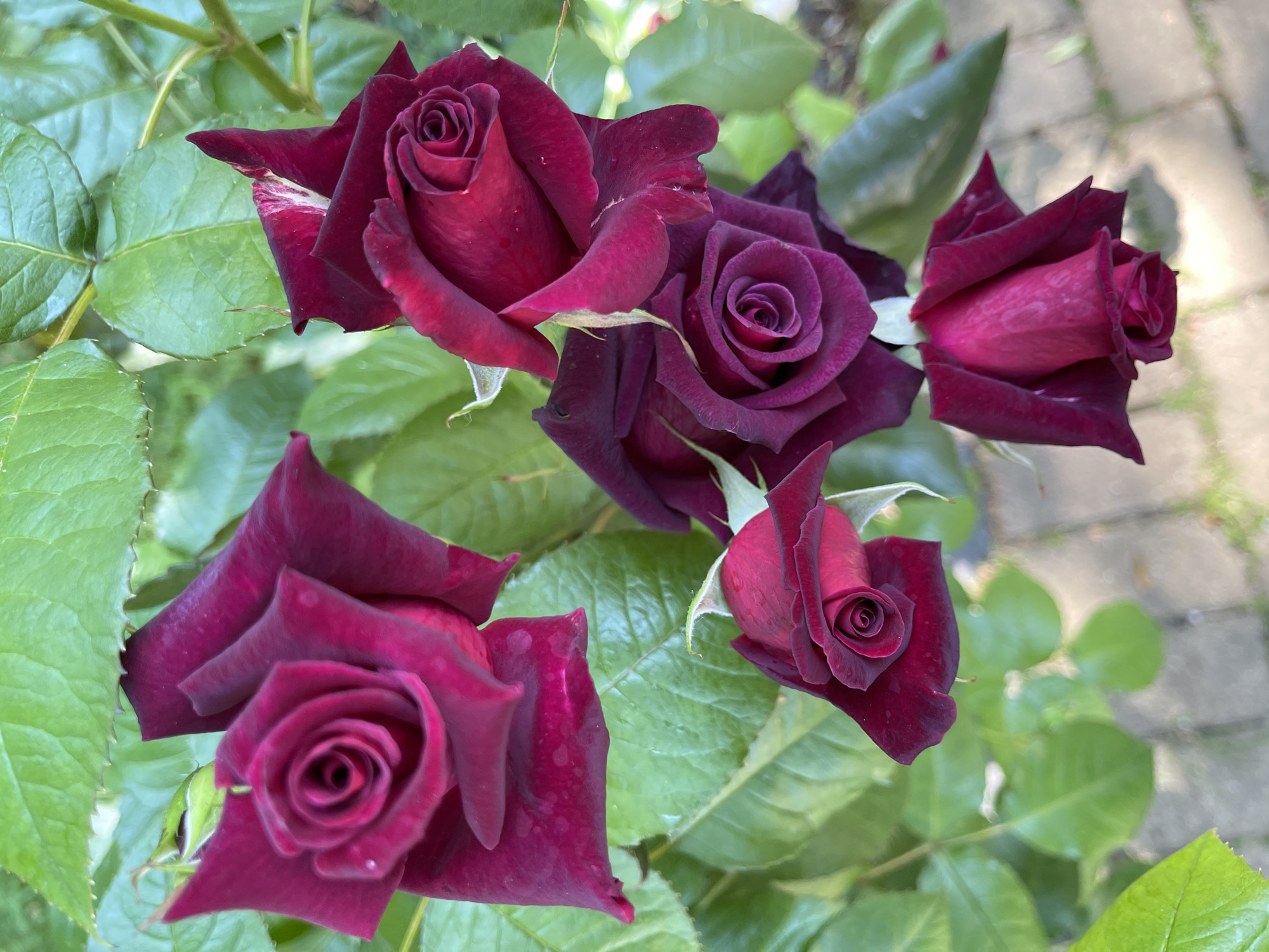 A close-up shot features a cluster of deep red roses, their velvety petals unfurling in a garden setting. The roses are in various stages of bloom, with some tightly furled buds and others fully opened, revealing intricate swirls of dark crimson. Dewdrops are visible on some of the petals, suggesting it may be morning or has recently rained. Lush green leaves form a vibrant backdrop, interspersed with glimpses of a blurred cobblestone pathway in the upper right corner. The lighting suggests it is daytime, with soft shadows indicating diffused sunlight. The overall impression is one of natural beauty and tranquility. No text is visible in the image. The location is Zelenogradsk, Russia.