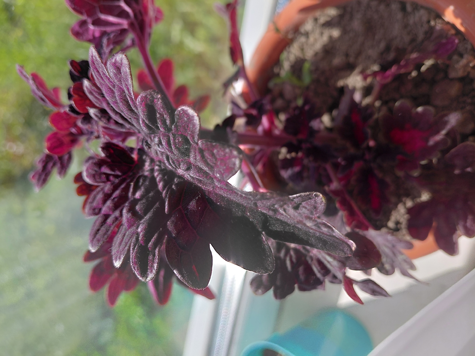 A close-up, slightly angled shot showcases a vibrant, dark purple coleus plant in a terracotta pot, positioned near a window with bright sunlight illuminating its textured leaves. The plant's deep red and purple foliage, with its ruffled edges and velvety surface, dominates the frame. In the background, out of focus, is a blurred green landscape suggesting an outdoor setting, possibly a garden or trees. A portion of a light blue object, possibly another planter, is visible on the left side of the image. The scene appears to be indoors, near a window, with the sunlight creating strong highlights and shadows on the plant. There is no indication of the city of Malinovka, Russia.