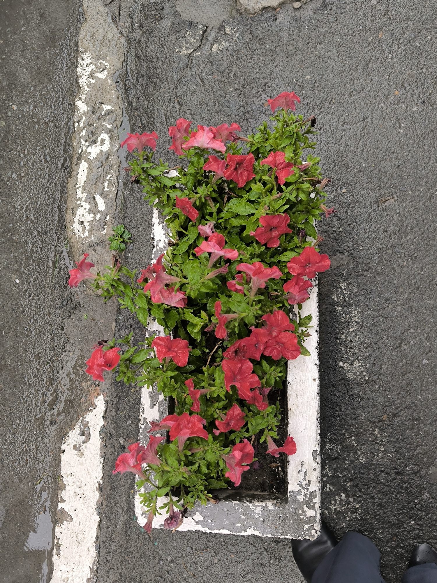 This is an overhead, high-angle, medium shot of a rectangular planter filled with bright pink petunias, situated on a wet asphalt surface. The planter is made of concrete and has chipped white paint along its edges. A white stripe, also with chipped paint, runs along the asphalt to the left of the planter. The asphalt appears to be a street or sidewalk due to the presence of a white painted line, common in urban environments. The lighting suggests an overcast day, or possibly after a rain, as indicated by the wet surfaces and the droplets visible on the asphalt. In the bottom right corner, the feet of a person wearing dark trousers and black boots are visible, suggesting the photo was taken by someone standing over the planter. The overall scene is urban, with a focus on the vibrant flowers contrasting with the dull, wet pavement. Based on the provided information, the scene is located in the city of Novosibirsk, Russia.