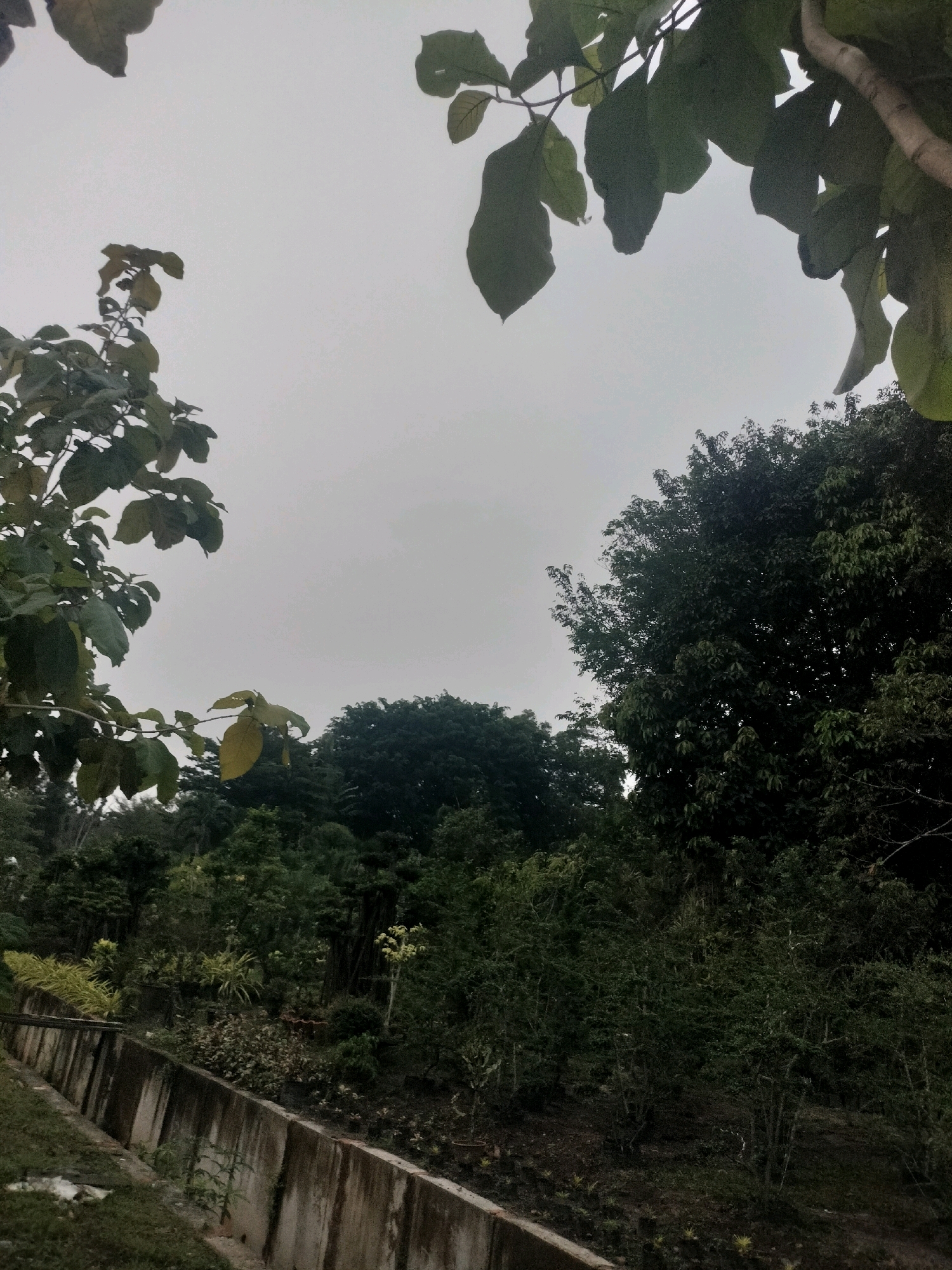 The image shows a garden area with a concrete wall in the foreground. Various plants and trees are visible, some in pots. The sky is overcast. The location is the Batam Indonesia botanical garden.