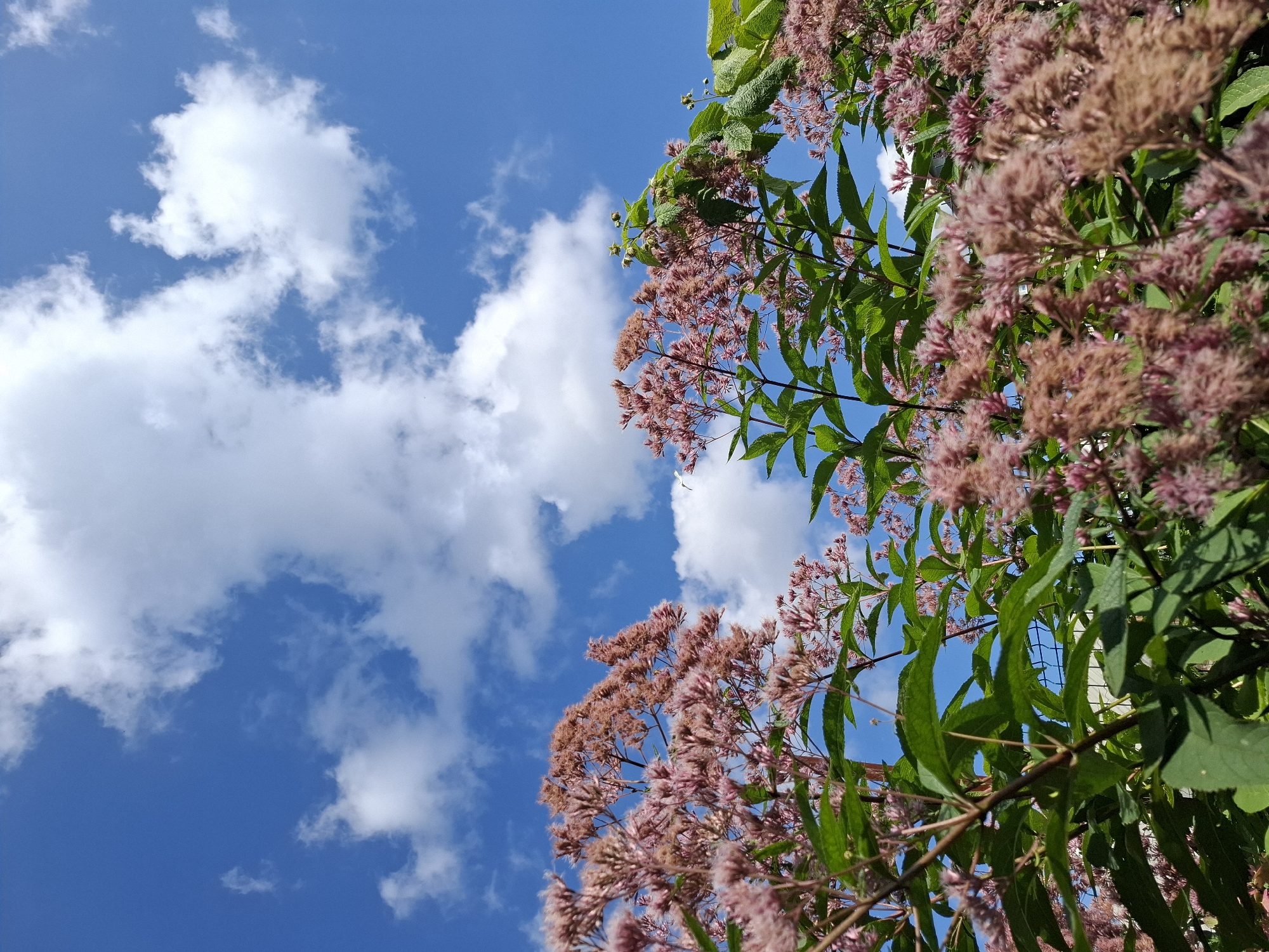 This is a low-angle, outdoor, medium shot of flowering plants against a blue sky with scattered white clouds. The flowers are small, pinkish-brown, and clustered at the tops of the plants, with green leaves and stems visible below. The sky takes up the upper portion of the image. The plants appear to be growing in an urban or suburban setting, with a hint of a fence visible in the background, suggesting it could be a park, garden, or residential area within the city of Tyumen, Russia. There are no people or animals in the frame.