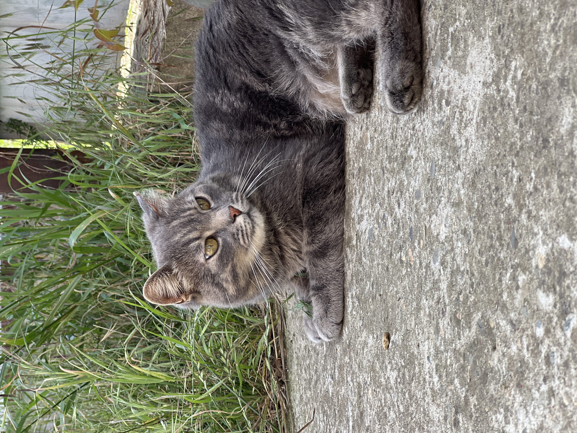 A grey tabby cat is lying on a concrete surface, with tall green grass and some building structures in the background. The cat is facing to the right, with its head slightly turned towards the viewer. Its eyes are open and yellow, and its whiskers are prominent. A small piece of debris is visible on the concrete in the foreground. The scene appears to be outdoors, possibly in a yard or a neglected area. The location in Smolenskaya, Russia is not discernible from the image itself.