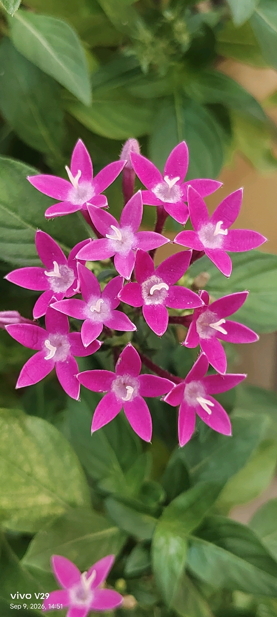 A macro photograph captures a cluster of bright pink star-shaped flowers with delicate white centers. The flowers are arranged in a dense formation, with their five pointed petals unfurling outwards. Green leaves form a soft, blurred background, providing a natural setting for the vibrant blossoms. The lighting is soft, highlighting the textures of the petals and the subtle variations in their color. A watermark in the lower left corner indicates the image was taken with a "vivo V29" phone on "Sep 9, 2026, 14:51". The image does not contain any identifiable landmarks or context to place it specifically within the city of Udgir, India.
