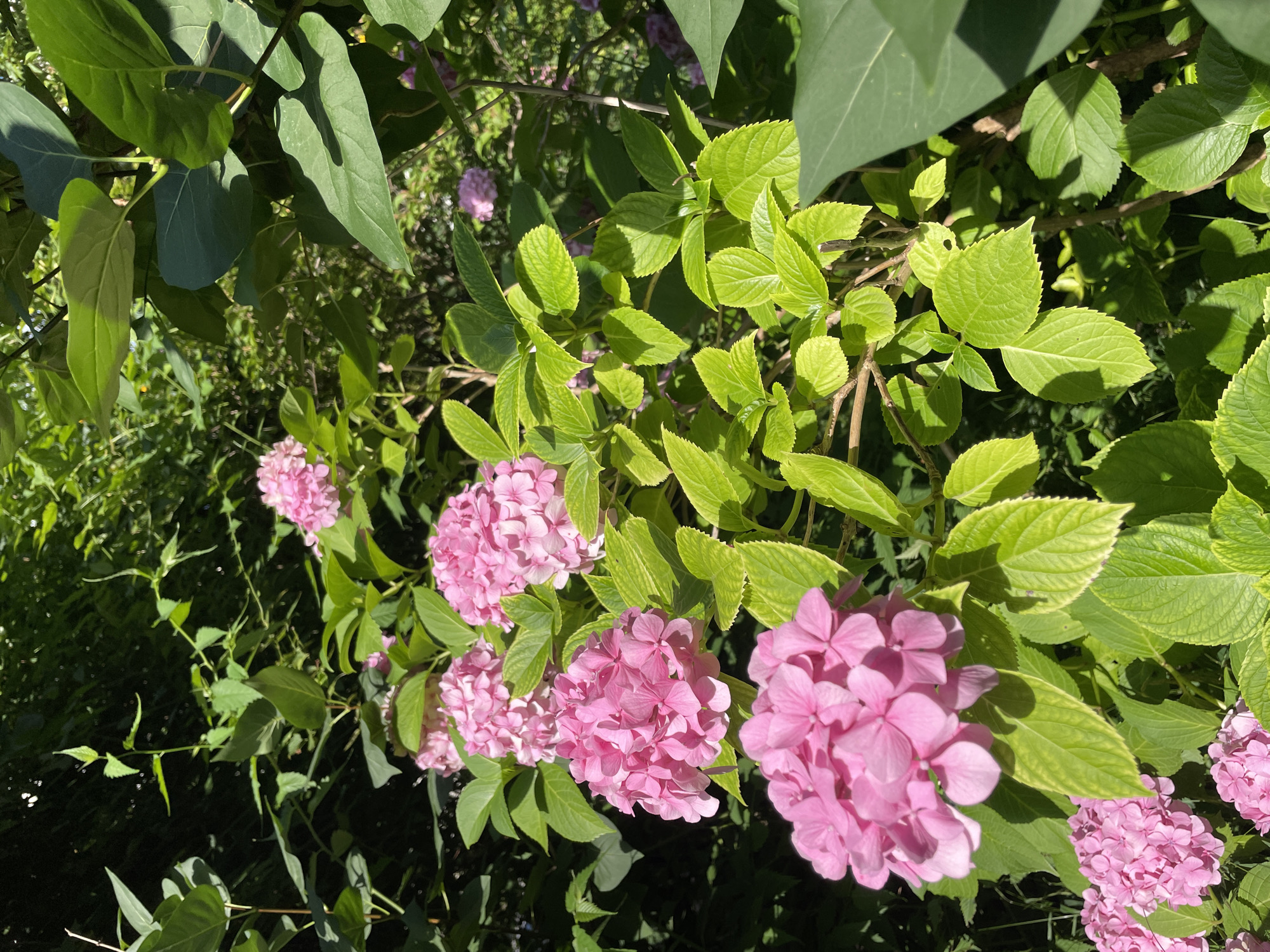 The image depicts a close-up view of vibrant pink hydrangeas in full bloom, nestled amongst lush green foliage. The sunlight filters through the leaves, casting dappled shadows on the flowers and surrounding vegetation, suggesting an outdoor setting on a bright day. The hydrangeas are characterized by their large, dense clusters of small, intricate petals, showcasing a variety of light and dark pink hues. The leaves are broad and deeply veined, with some exhibiting a slightly serrated edge. The background is a blur of darker green, indicating a dense garden or wooded area. There are no people or discernible human activity in the frame. The scene appears to be a naturalistic snapshot of a flowering plant in a garden environment. No specific landmarks or urban features are visible to pinpoint a location within Piatra-Neamț, Romania.