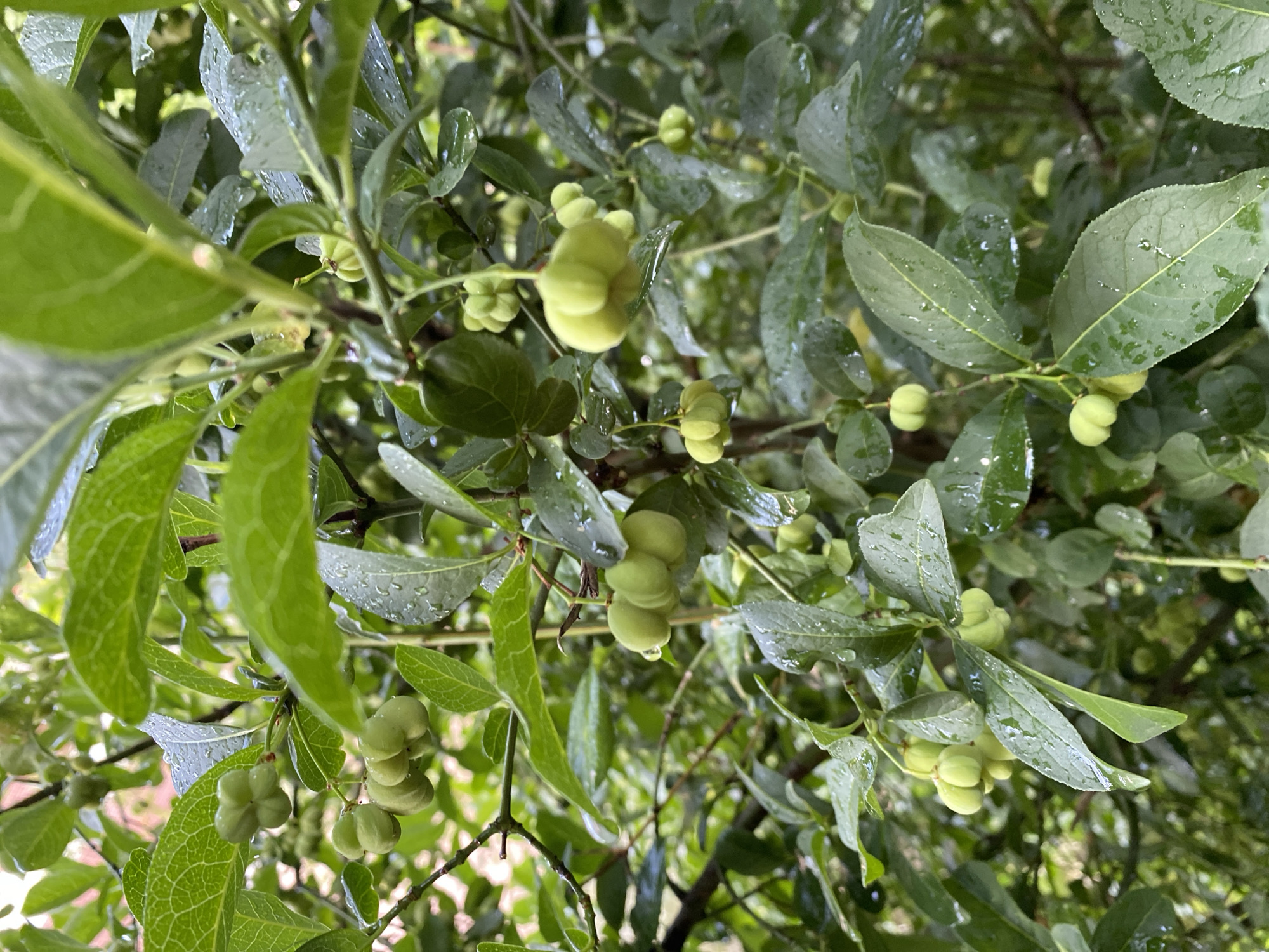 The image shows a close-up view of a Euonymus (spindle tree) bush with numerous small, pale green fruits clustered on its branches. The leaves are vibrant green and appear wet, suggesting recent rainfall. The fruits are immature, with a segmented, somewhat star-like appearance. The background is a blur of more foliage and indistinct shapes, indicating an outdoor setting, likely a garden or park. No people are visible. The scene is natural and verdant, with a focus on the developing fruits of the plant. Based on the visual context of lush greenery and the absence of specific architectural or geographical markers, this image could plausibly be from a park or garden in Kaliningrad, Russia, which is known for its green spaces.