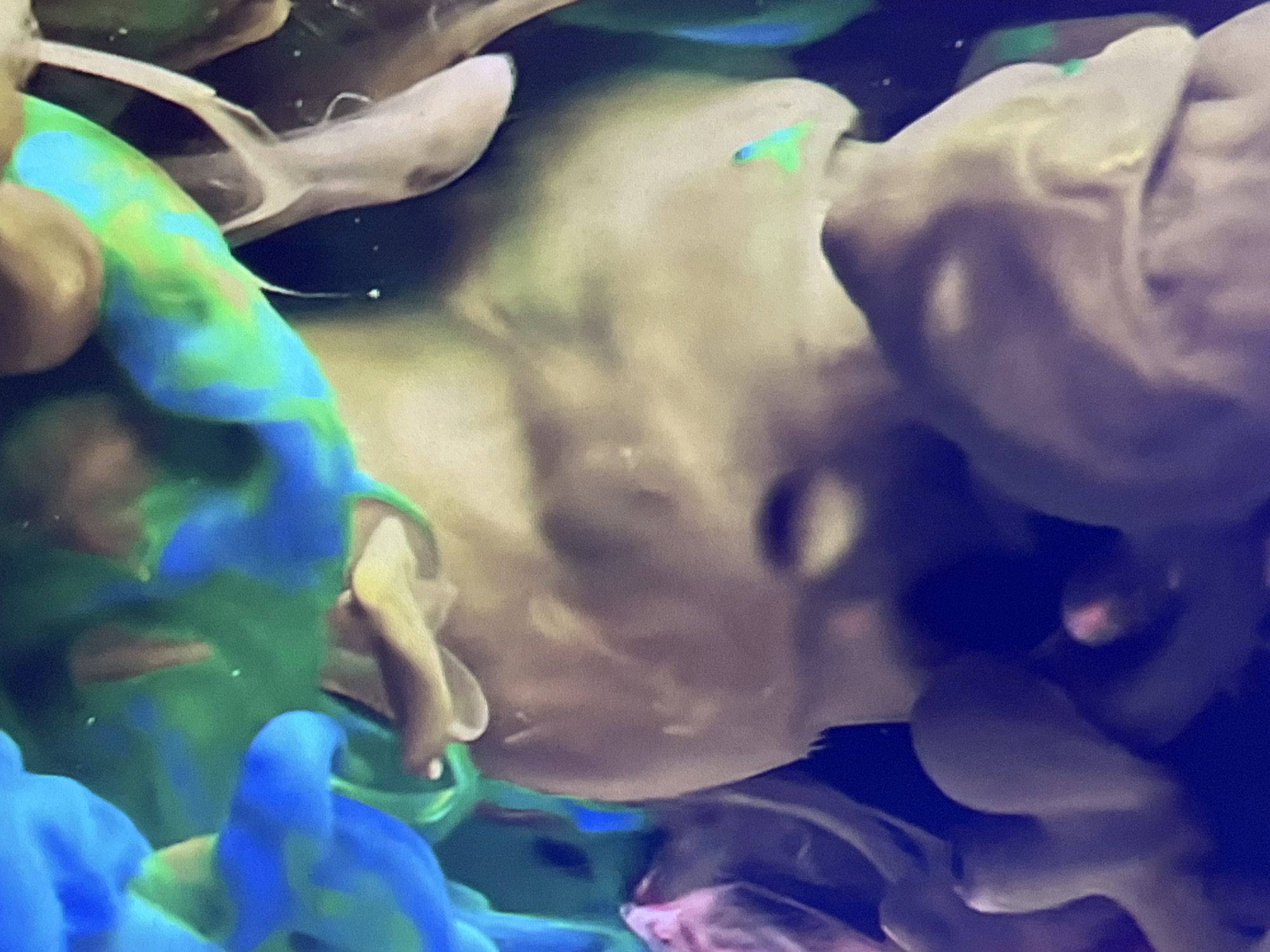 This is a close-up, abstract image of colorful inks swirling and mixing in liquid. There are vibrant blues and greens, as well as softer beige and purplish tones. The inks are forming organic, cloud-like shapes and tendrils, with some areas appearing translucent and others more opaque. Small white specks, possibly air bubbles or dissolved particles, are visible in some of the liquid. The overall impression is one of fluid dynamics and vibrant color blending. There is no discernible location in Tivat, Montenegro, or any other specific geographic or urban setting depicted in the image. The image solely focuses on the abstract interplay of inks in a liquid medium.