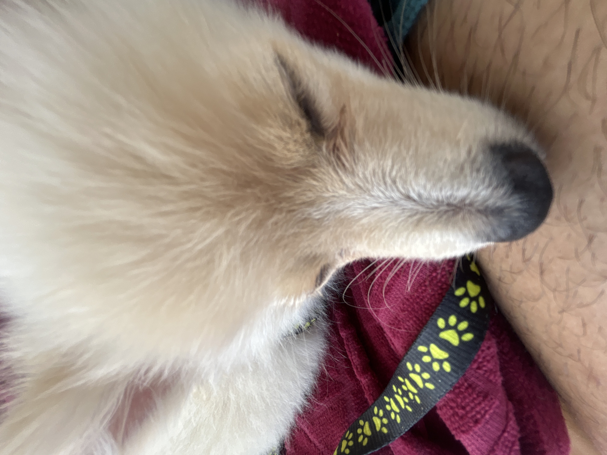 A close-up, overhead shot shows a light-colored dog with its eyes closed, resting on a burgundy towel. A black and yellow patterned strap, possibly part of a harness or leash, is visible across the towel. The dog's fur is fluffy and appears soft. The scene is intimate and peaceful, capturing a moment of rest for the animal. The background is out of focus, with hints of other colors, suggesting an indoor setting or a quiet outdoor location. There are no specific landmarks visible to pinpoint a location in Aheloy, Bulgaria.