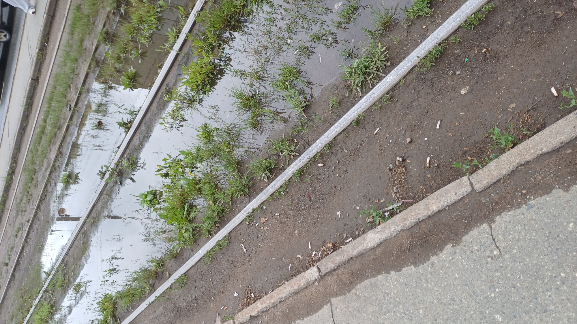 The image shows a section of tram tracks in Izhevsk, Russia, that has accumulated a significant amount of standing water, creating puddles. Green vegetation, including grass and weeds, is growing in and around the tracks, some of which is submerged in the water. The ground surrounding the tracks appears to be dirt and mud, with numerous discarded cigarette butts scattered throughout. A concrete curb separates the tram tracks from a paved area, possibly a sidewalk or road, which is also wet. The scene suggests recent rainfall or poor drainage in the area. No people are visible in the immediate foreground or midground. In the background, a distant vehicle is partially visible, along with what appears to be a traffic light. The lighting suggests an overcast day.