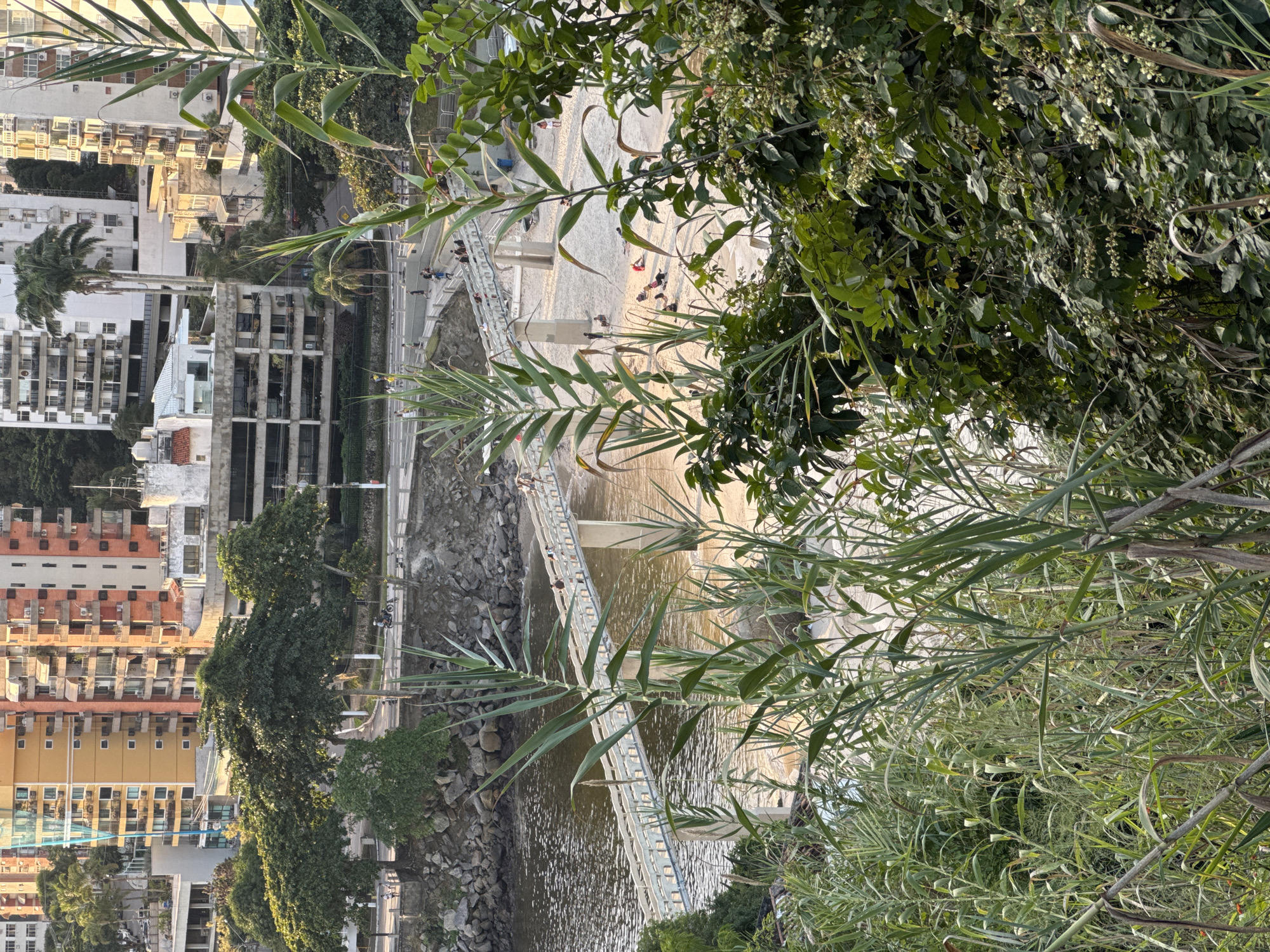 This image depicts a coastal urban scene in Niterói, Brazil, likely near Icaraí or São Francisco beach, characterized by a blend of natural elements and city architecture. In the foreground, lush green vegetation, including tall reeds and leafy bushes, partially obscures the view. Beyond the foliage, a sandy beach is visible, dotted with a few individuals relaxing and walking. A modern, elevated pedestrian bridge spans across the water, connecting the beach area to a rocky shoreline. On the other side of the water, the cityscape rises with multi-story residential buildings in various architectural styles and colors, predominantly orange, yellow, and white, with balconies and windows suggesting occupancy. The sky appears clear, and the sunlight casts warm tones across the scene, indicating it is likely late afternoon or early morning. The presence of the bridge and the beach, coupled with the dense urban development behind it, suggests a popular public space within the city.