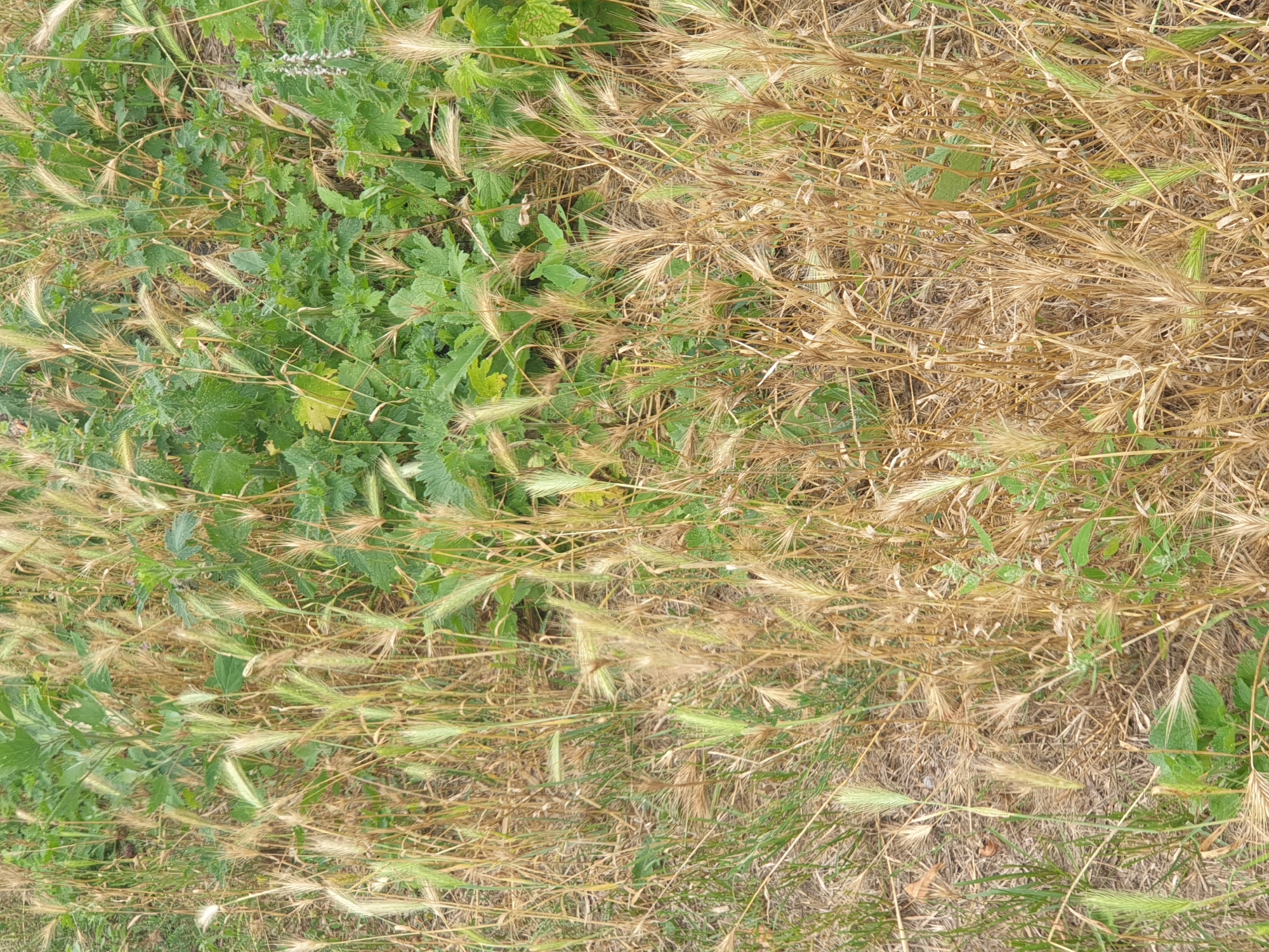 The image shows a close-up, overhead view of a patch of wild vegetation, predominantly dry grasses and some green plants. The scene appears to be a natural area, possibly a field or meadow, with a ground cover of dry stalks and leaves. Prominent are numerous seed heads of grasses, many of which are dry and golden-brown, while others are still green. The overall impression is one of a natural, uncultivated outdoor environment. There are no people or specific urban features visible. The location specified, Lozovyi Yar, Ukraine, suggests this is a scene from a rural or semi-rural setting within that region.